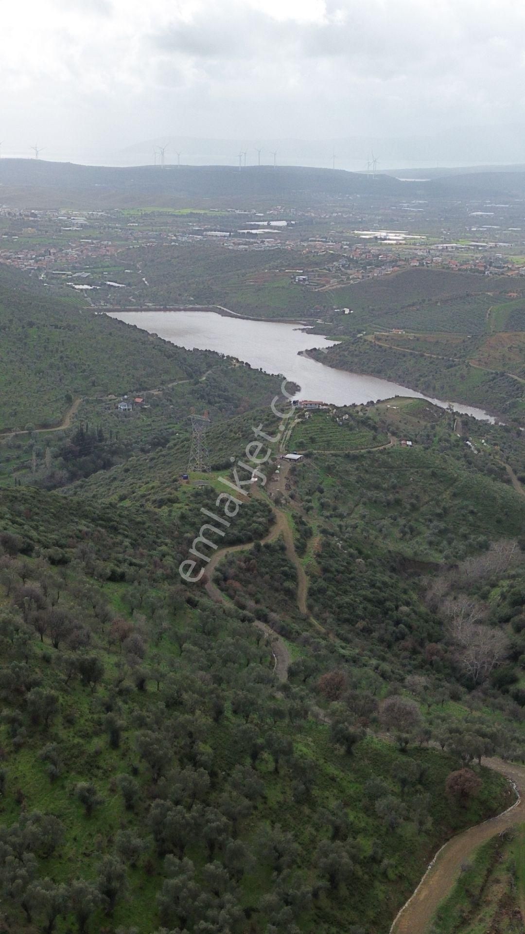 Seferihisar Ulamış Mahallesi – Baraja Yakın, Geniş Yol Cepheli, Vadi Manzaralı Satılık Zeytinlik - Görsel 16