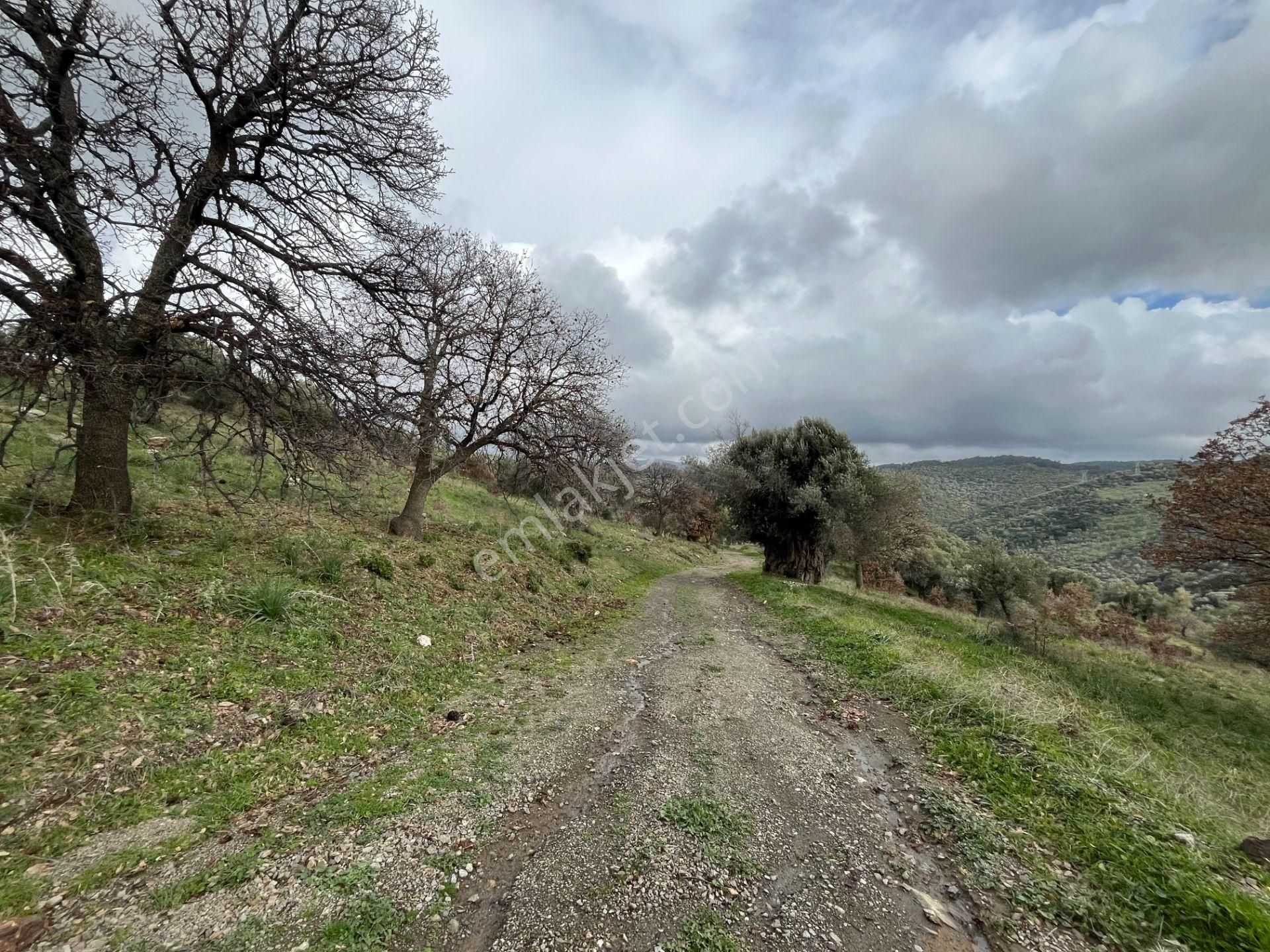 Seferihisar Ulamış Mahallesi – Baraja Yakın, Geniş Yol Cepheli, Vadi Manzaralı Satılık Zeytinlik - Görsel 9