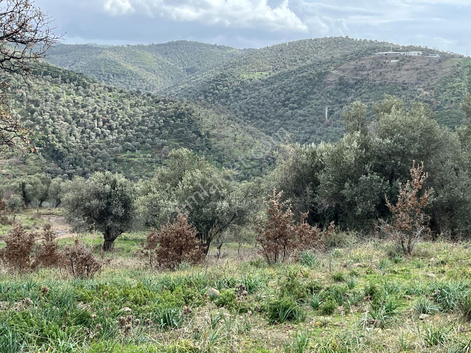 Seferihisar Ulamış Mahallesi – Baraja Yakın, Geniş Yol Cepheli, Vadi Manzaralı Satılık Zeytinlik - Görsel 33