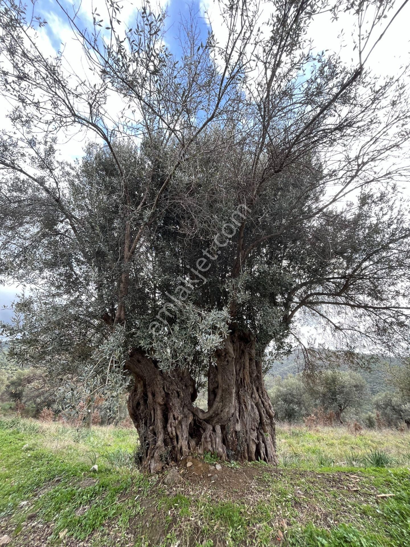 Seferihisar Ulamış Mahallesi – Baraja Yakın, Geniş Yol Cepheli, Vadi Manzaralı Satılık Zeytinlik - Görsel 31