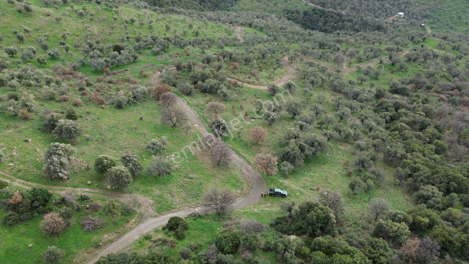 Seferihisar Ulamış Mahallesi – Baraja Yakın, Geniş Yol Cepheli, Vadi Manzaralı Satılık Zeytinlik - Görsel 21
