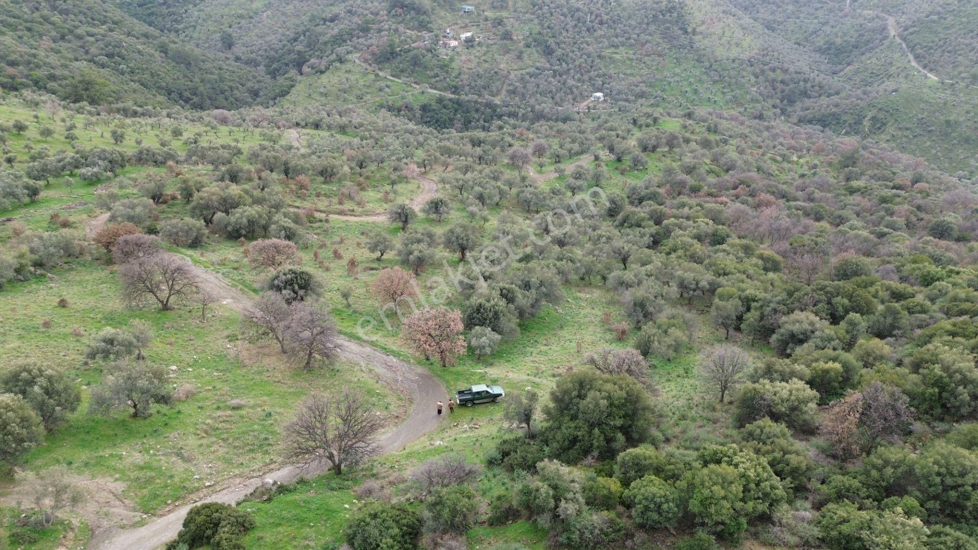 Seferihisar Ulamış Mahallesi – Baraja Yakın, Geniş Yol Cepheli, Vadi Manzaralı Satılık Zeytinlik