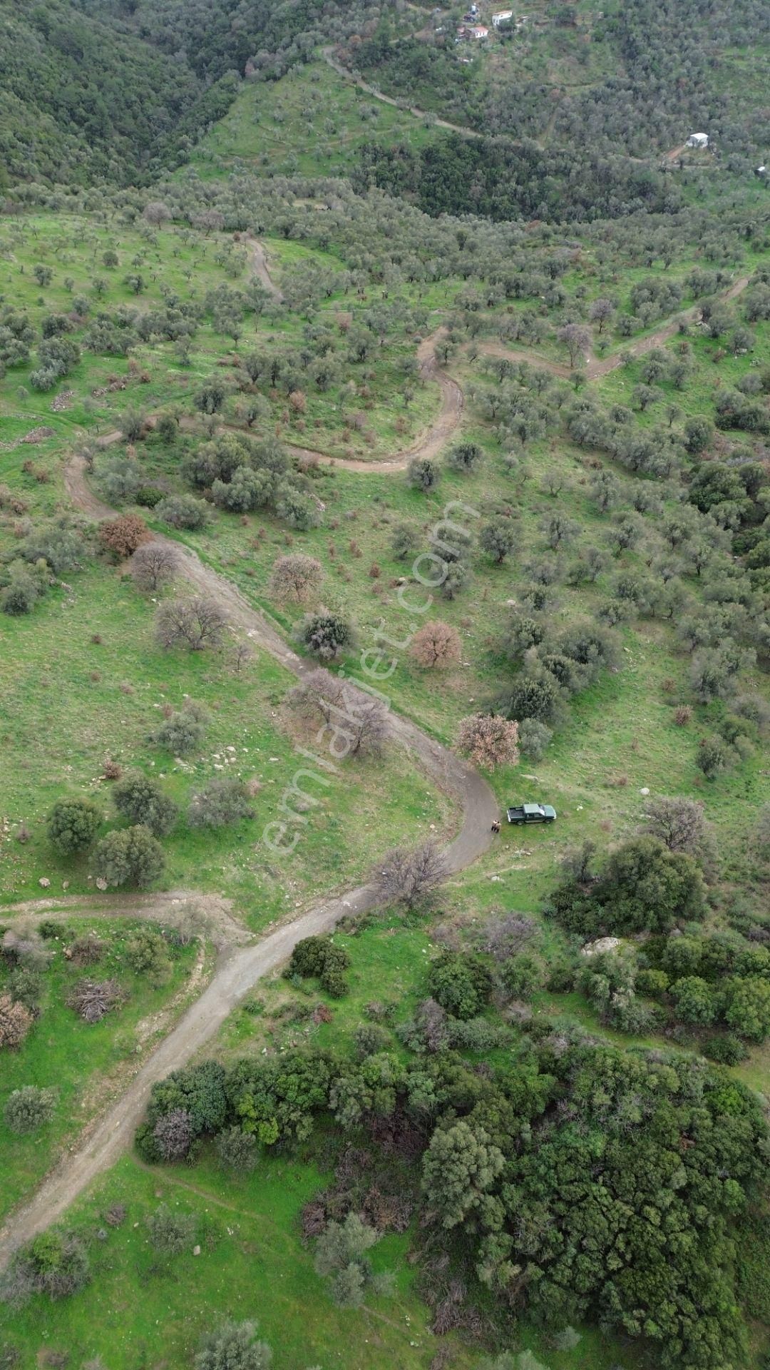 Seferihisar Ulamış Mahallesi – Baraja Yakın, Geniş Yol Cepheli, Vadi Manzaralı Satılık Zeytinlik - Görsel 3