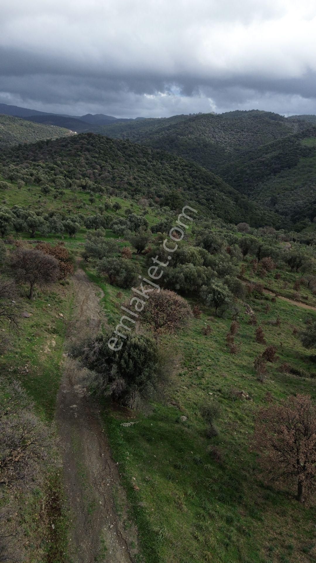 Seferihisar Ulamış Mahallesi – Baraja Yakın, Geniş Yol Cepheli, Vadi Manzaralı Satılık Zeytinlik - Görsel 25