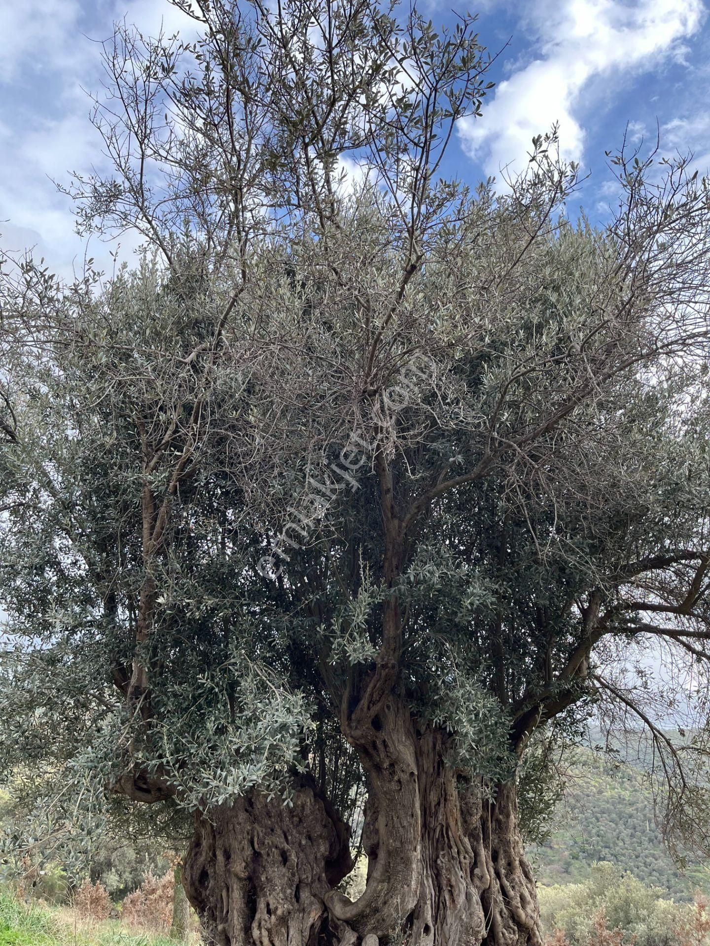 Seferihisar Ulamış Mahallesi – Baraja Yakın, Geniş Yol Cepheli, Vadi Manzaralı Satılık Zeytinlik - Görsel 30