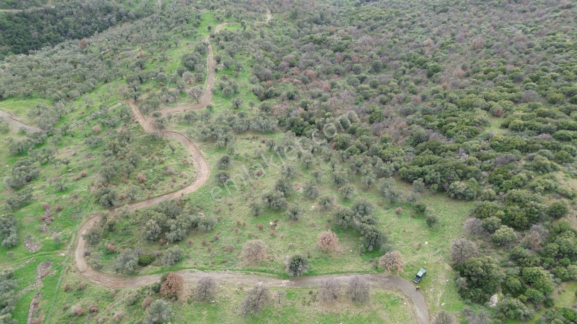 Seferihisar Ulamış Mahallesi – Baraja Yakın, Geniş Yol Cepheli, Vadi Manzaralı Satılık Zeytinlik - Görsel 24