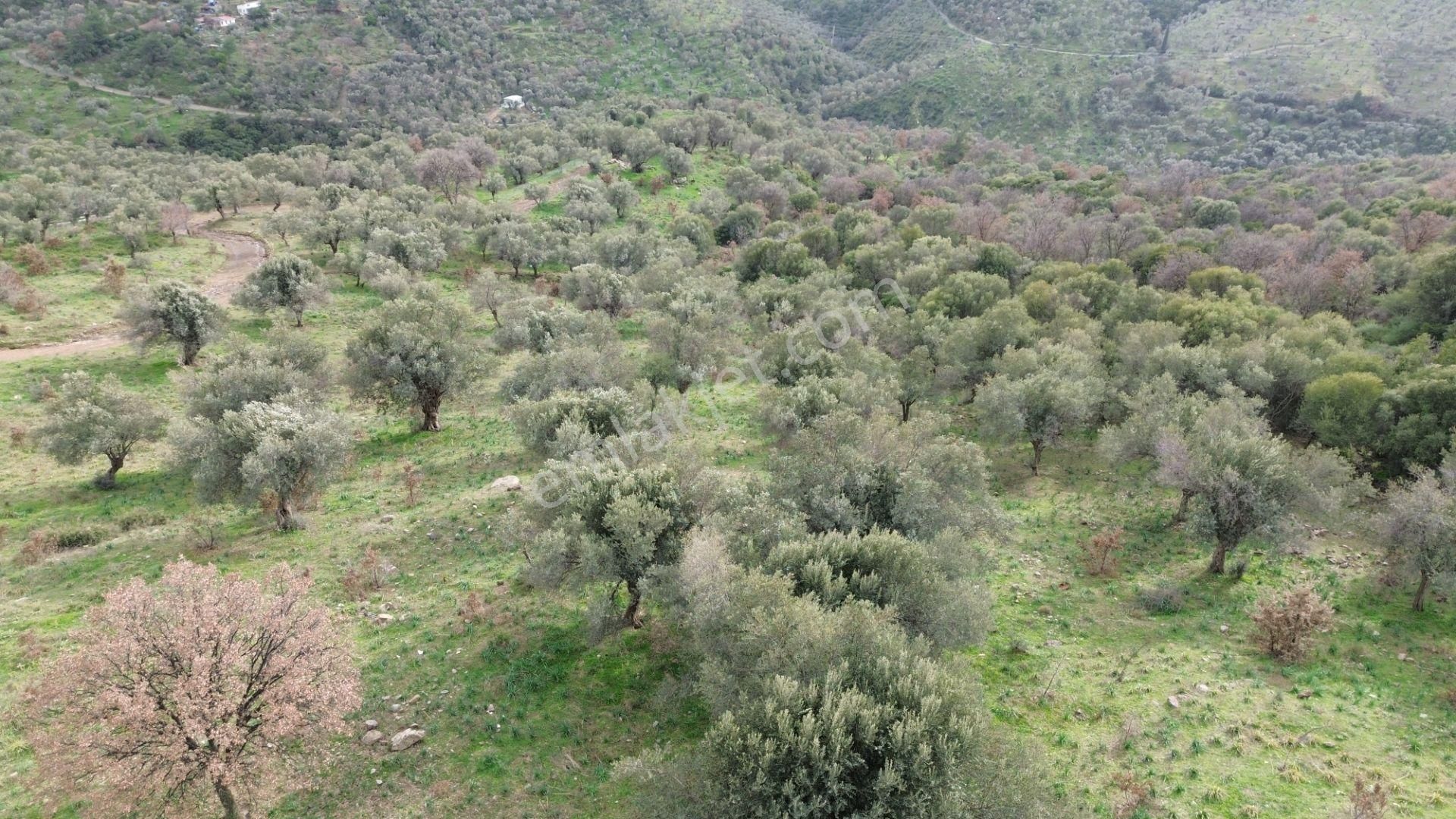 Seferihisar Ulamış Mahallesi – Baraja Yakın, Geniş Yol Cepheli, Vadi Manzaralı Satılık Zeytinlik - Görsel 7