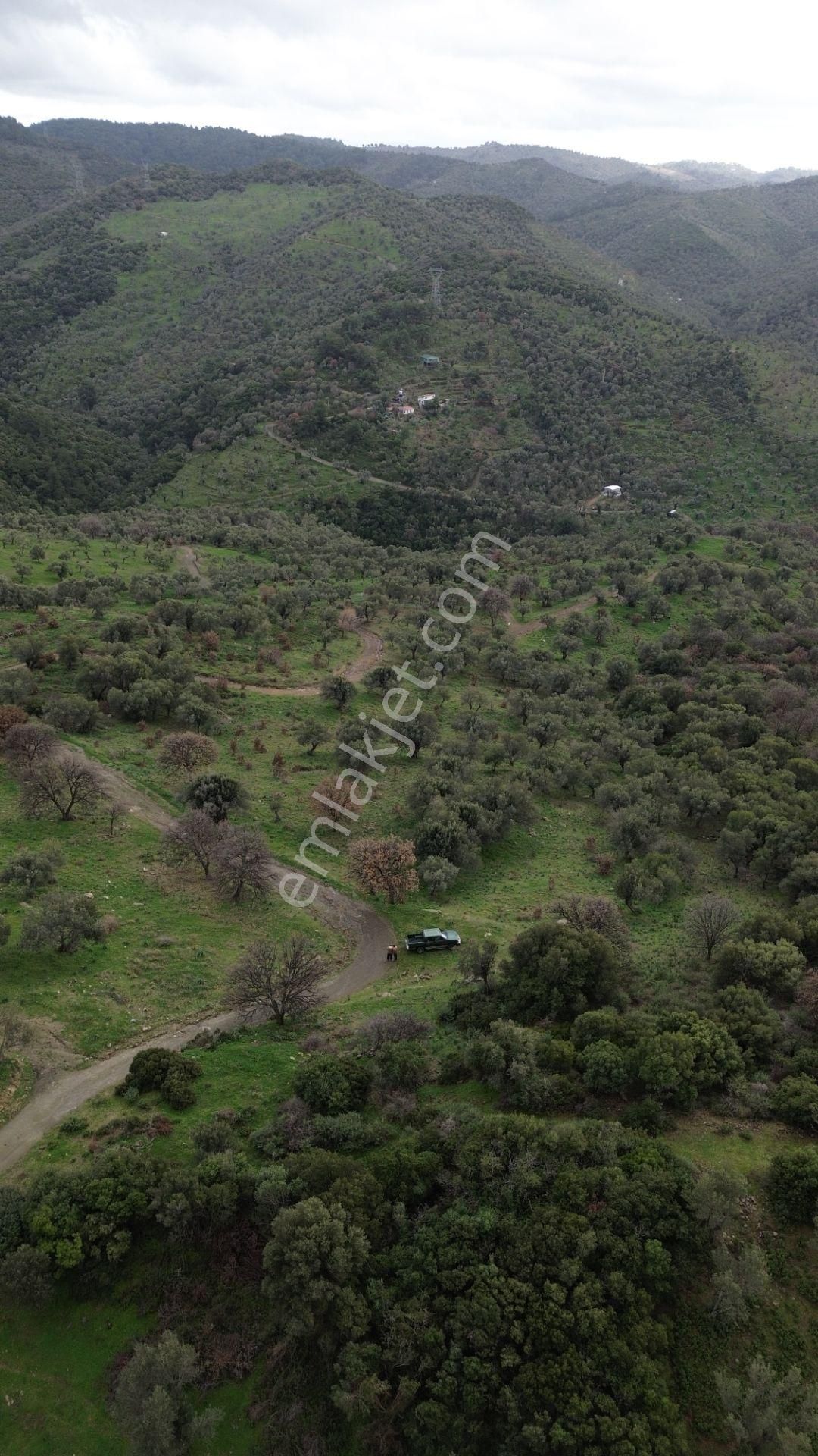 Seferihisar Ulamış Mahallesi – Baraja Yakın, Geniş Yol Cepheli, Vadi Manzaralı Satılık Zeytinlik - Görsel 19