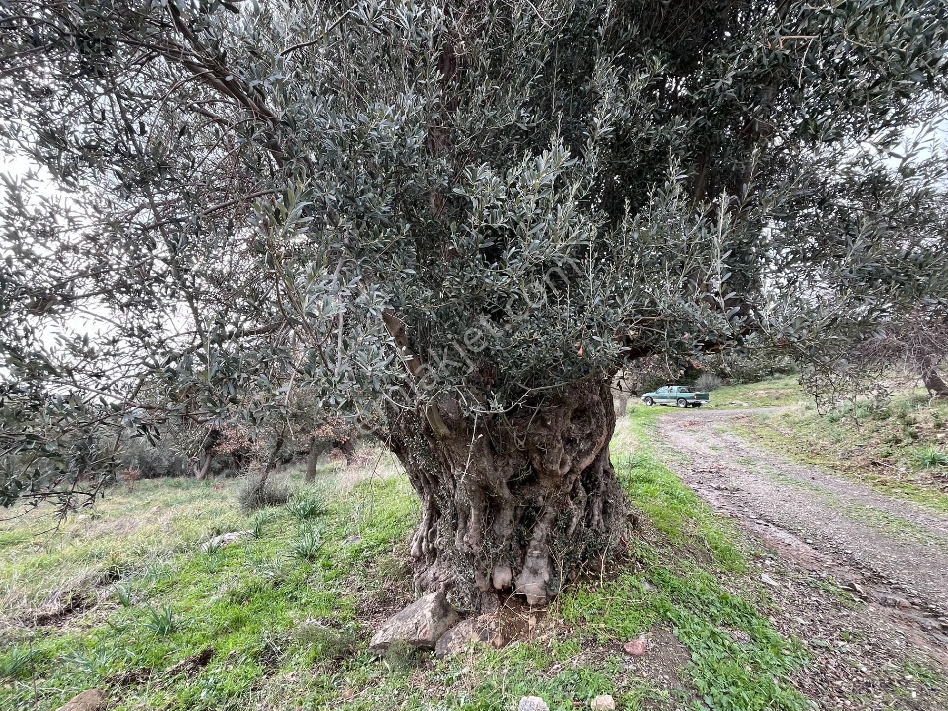 Seferihisar Ulamış Mahallesi – Baraja Yakın, Geniş Yol Cepheli, Vadi Manzaralı Satılık Zeytinlik - Görsel 34