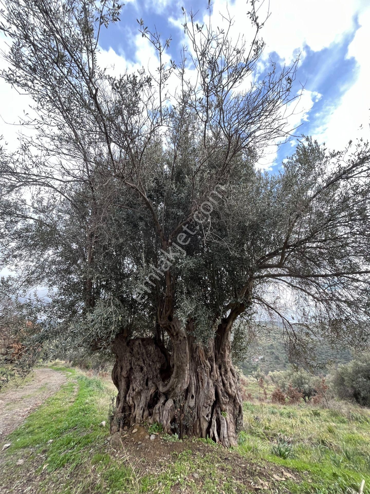 Seferihisar Ulamış Mahallesi – Baraja Yakın, Geniş Yol Cepheli, Vadi Manzaralı Satılık Zeytinlik - Görsel 4