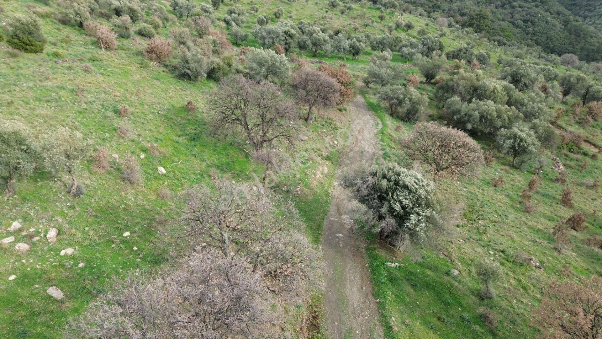 Seferihisar Ulamış Mahallesi – Baraja Yakın, Geniş Yol Cepheli, Vadi Manzaralı Satılık Zeytinlik - Görsel 8