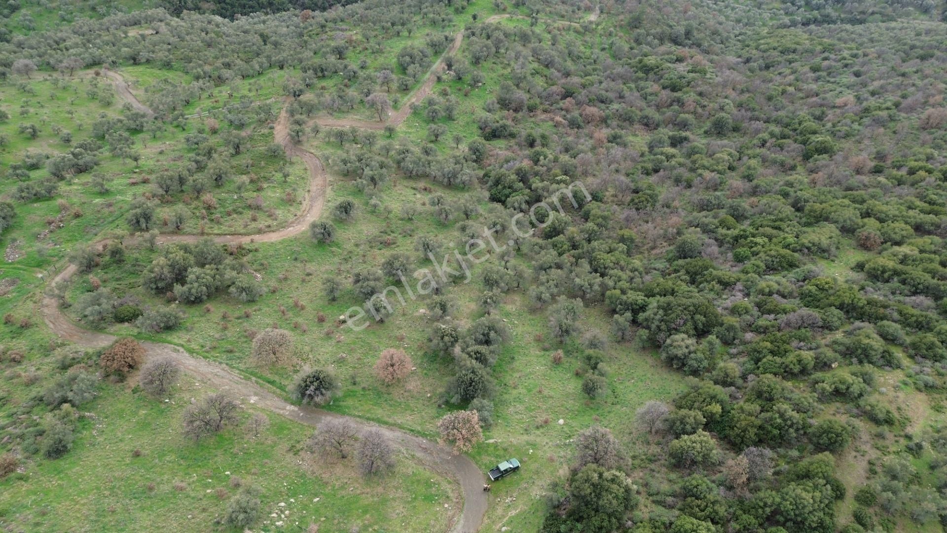 Seferihisar Ulamış Mahallesi – Baraja Yakın, Geniş Yol Cepheli, Vadi Manzaralı Satılık Zeytinlik - Görsel 14