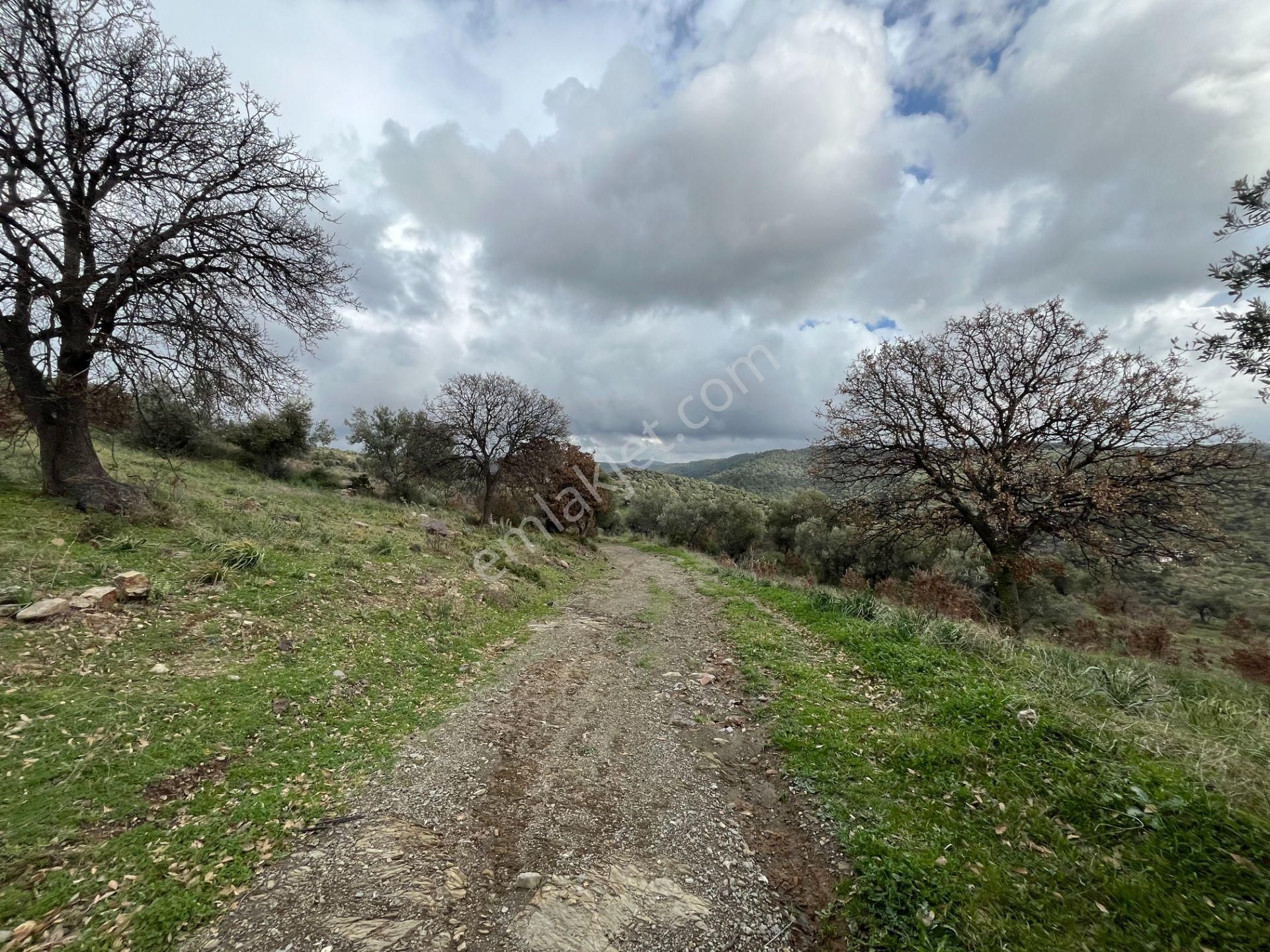 Seferihisar Ulamış Mahallesi – Baraja Yakın, Geniş Yol Cepheli, Vadi Manzaralı Satılık Zeytinlik - Görsel 32