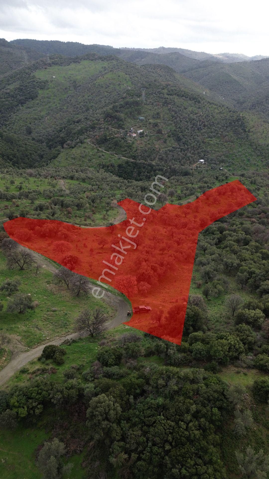 Seferihisar Ulamış Mahallesi – Baraja Yakın, Geniş Yol Cepheli, Vadi Manzaralı Satılık Zeytinlik - Görsel 12