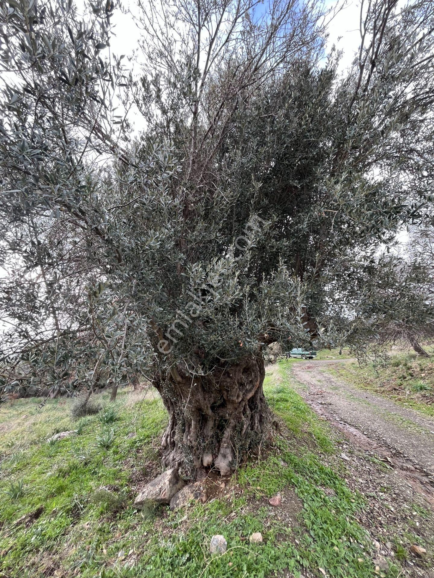 Seferihisar Ulamış Mahallesi – Baraja Yakın, Geniş Yol Cepheli, Vadi Manzaralı Satılık Zeytinlik - Görsel 35