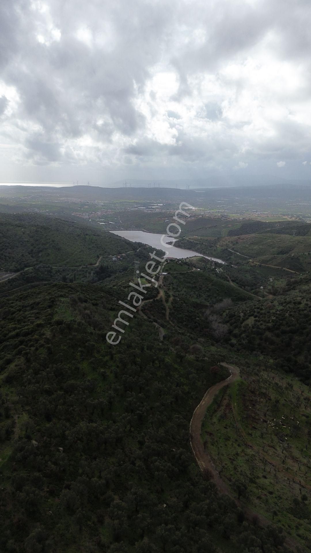 Seferihisar Ulamış Mahallesi – Baraja Yakın, Geniş Yol Cepheli, Vadi Manzaralı Satılık Zeytinlik - Görsel 15
