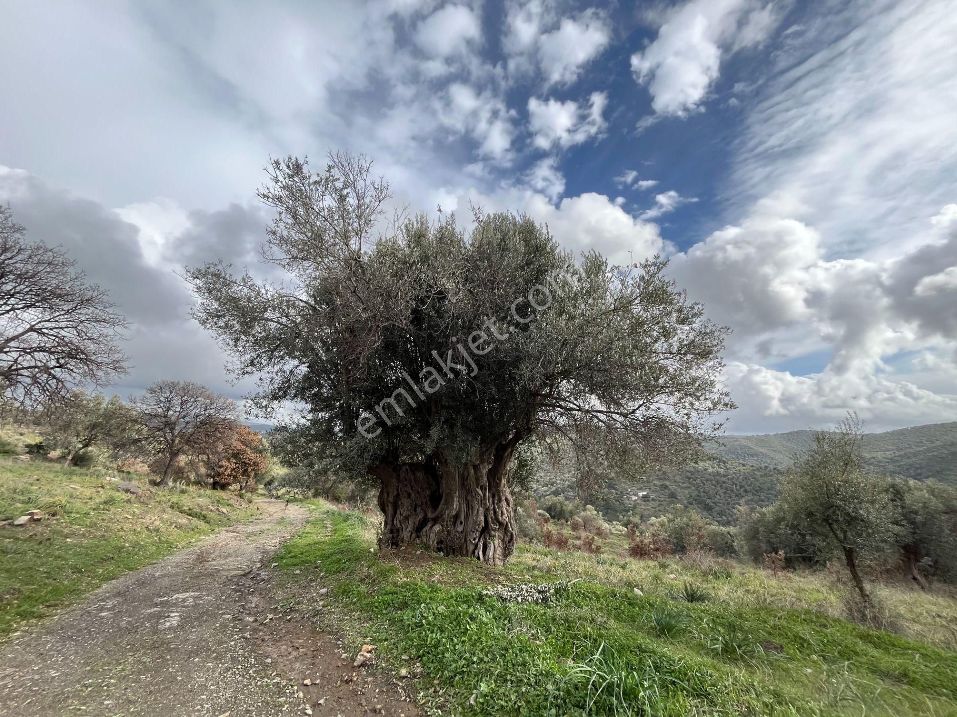 Seferihisar Ulamış Mahallesi – Baraja Yakın, Geniş Yol Cepheli, Vadi Manzaralı Satılık Zeytinlik - Görsel 10