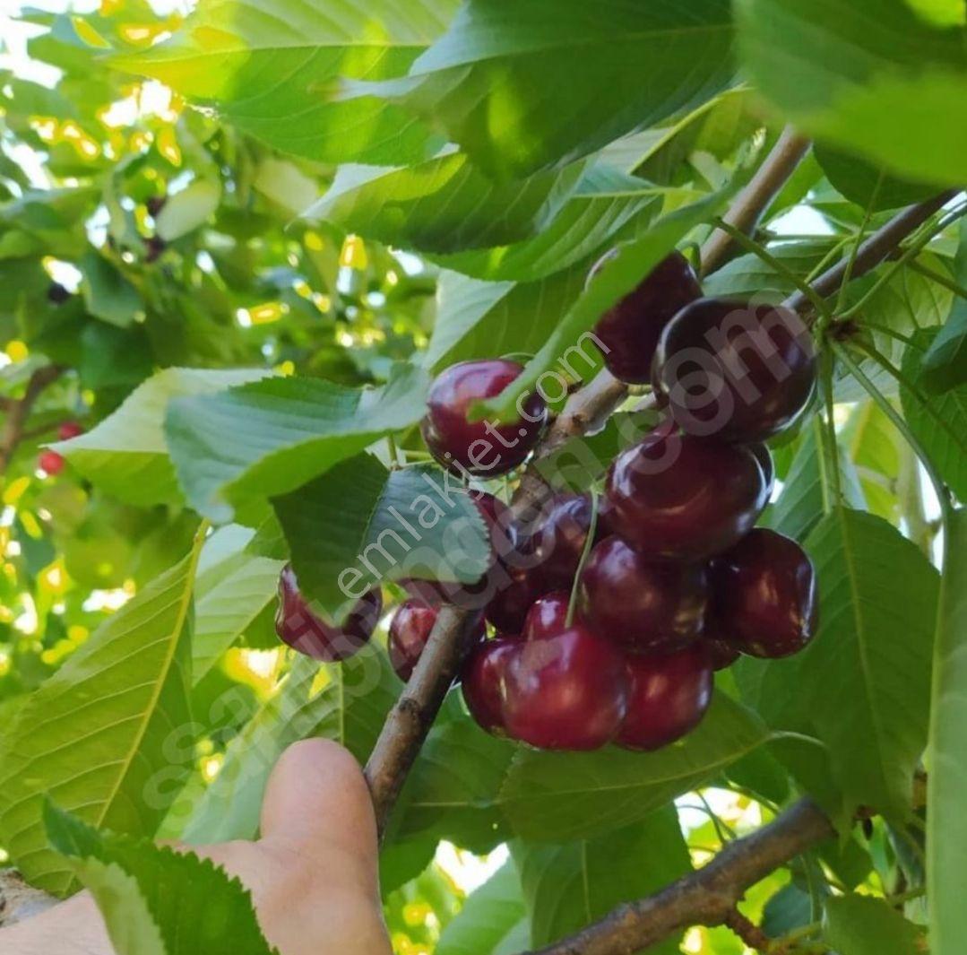 Pozantı Kamışlı Yazıcak Bağ Evi Ve Kiraz Bahçesi Tamamı Satılık 5 Dönüm Tek Tapu - Görsel 27