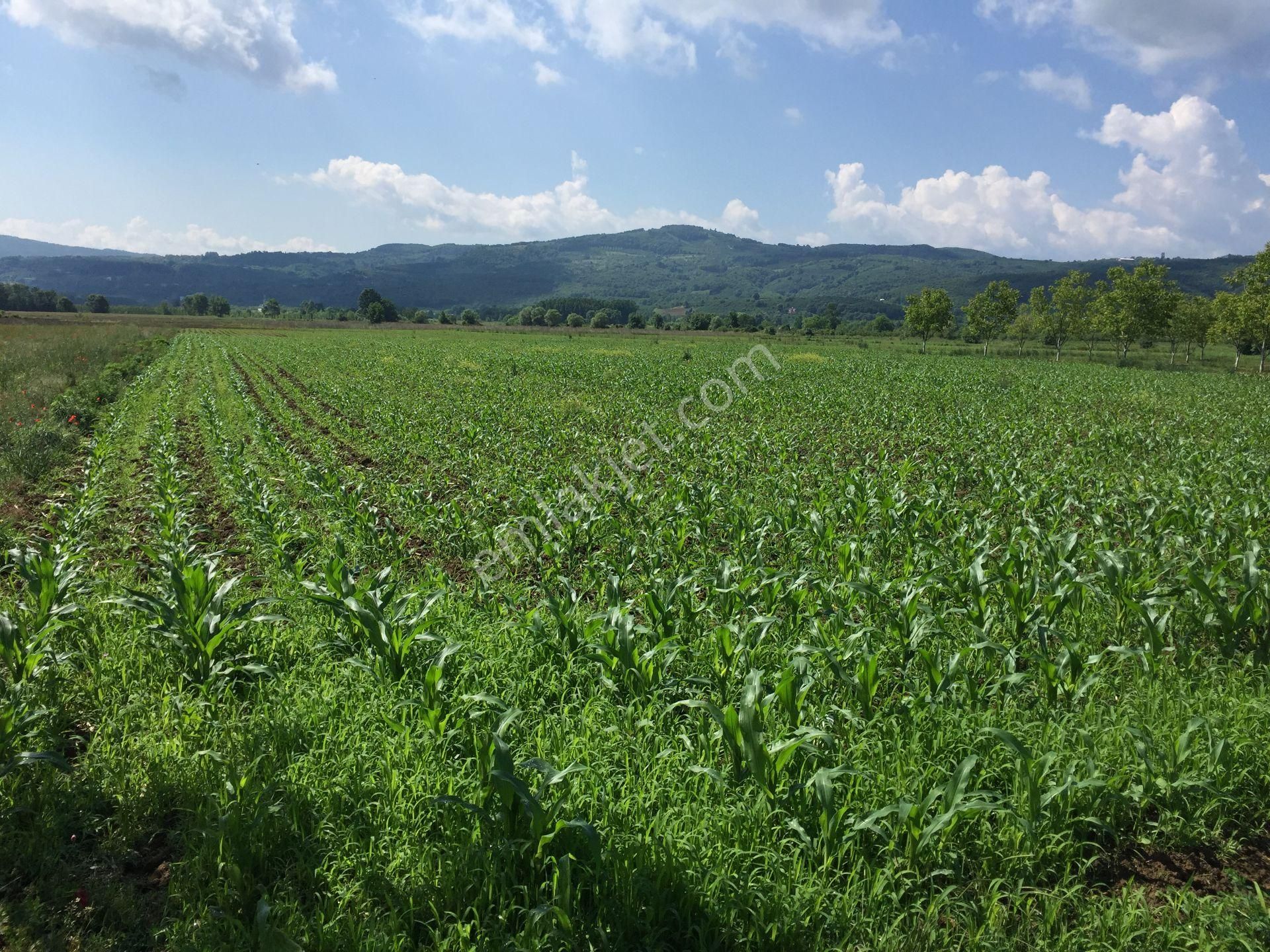 Yıldız Gayrimenkul'den Kaynarca Satılık Tarla