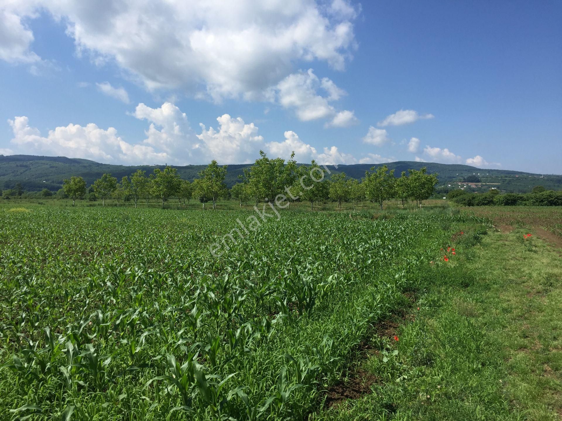 Yıldız Gayrimenkul'den Kaynarca Satılık Tarla - Görsel 2