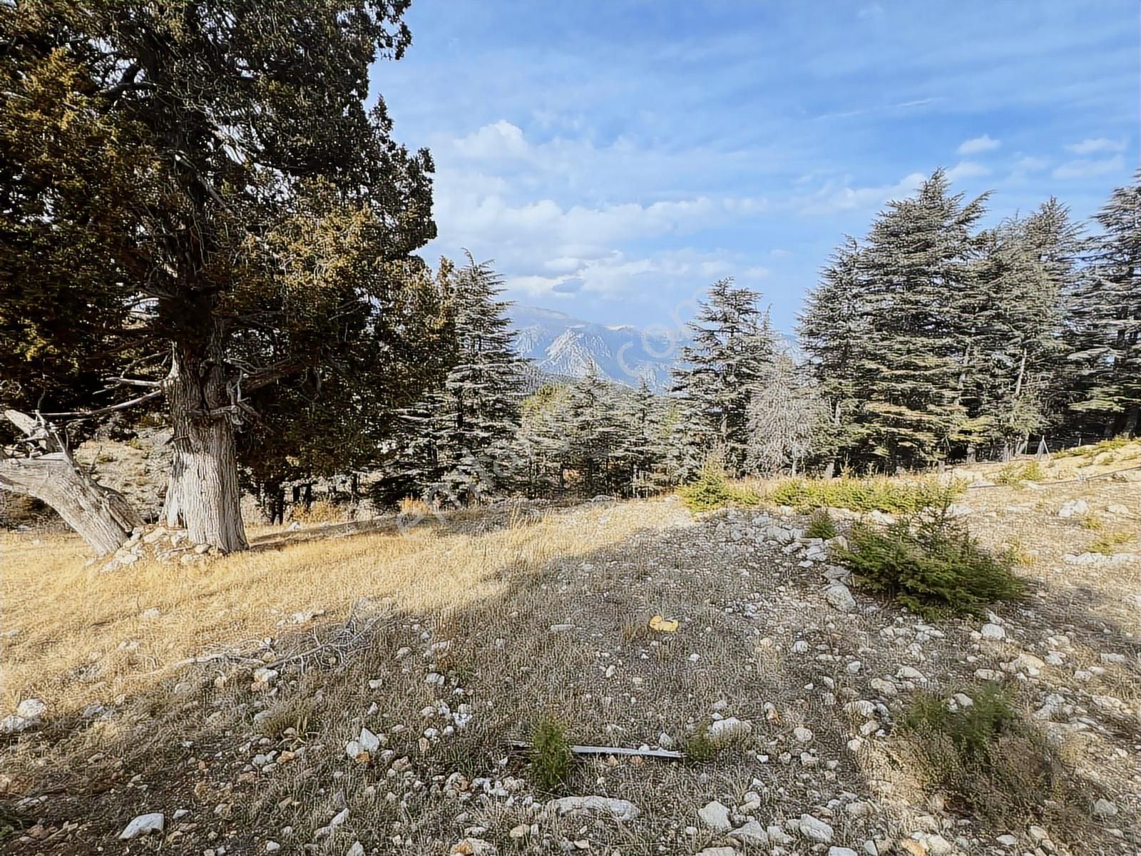 Elmayanı Yaylası/hisarçandır Da Satılık Tarla - Görsel 5