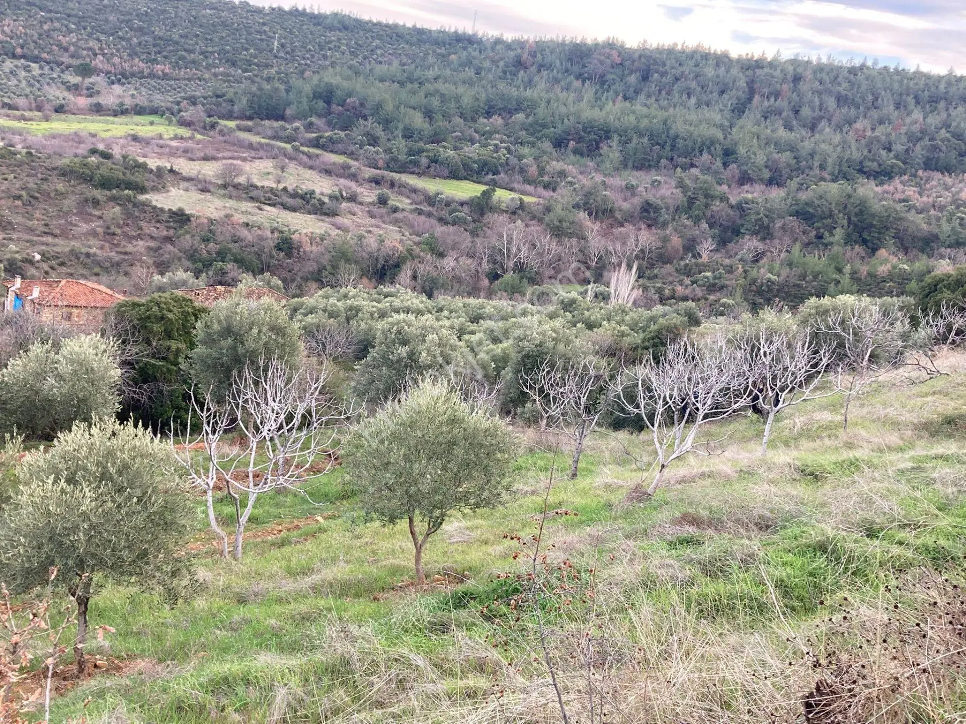 Muhteşem Baraj Manzaralı Köyevi Ve Zeytin-incir Bahçesi 7000 M2 - Görsel 5