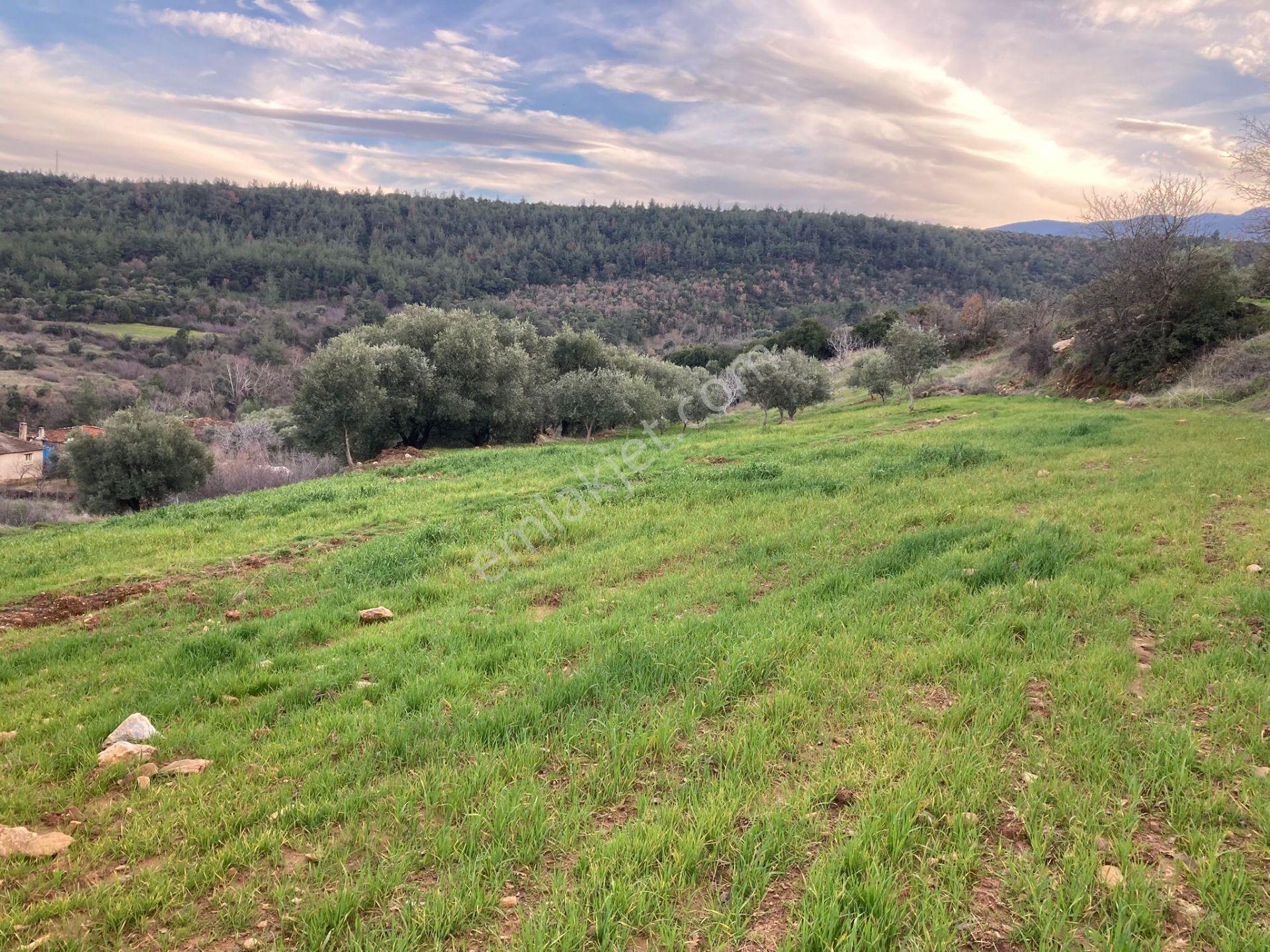 Muhteşem Baraj Manzaralı Köyevi Ve Zeytin-incir Bahçesi 7000 M2 - Görsel 17