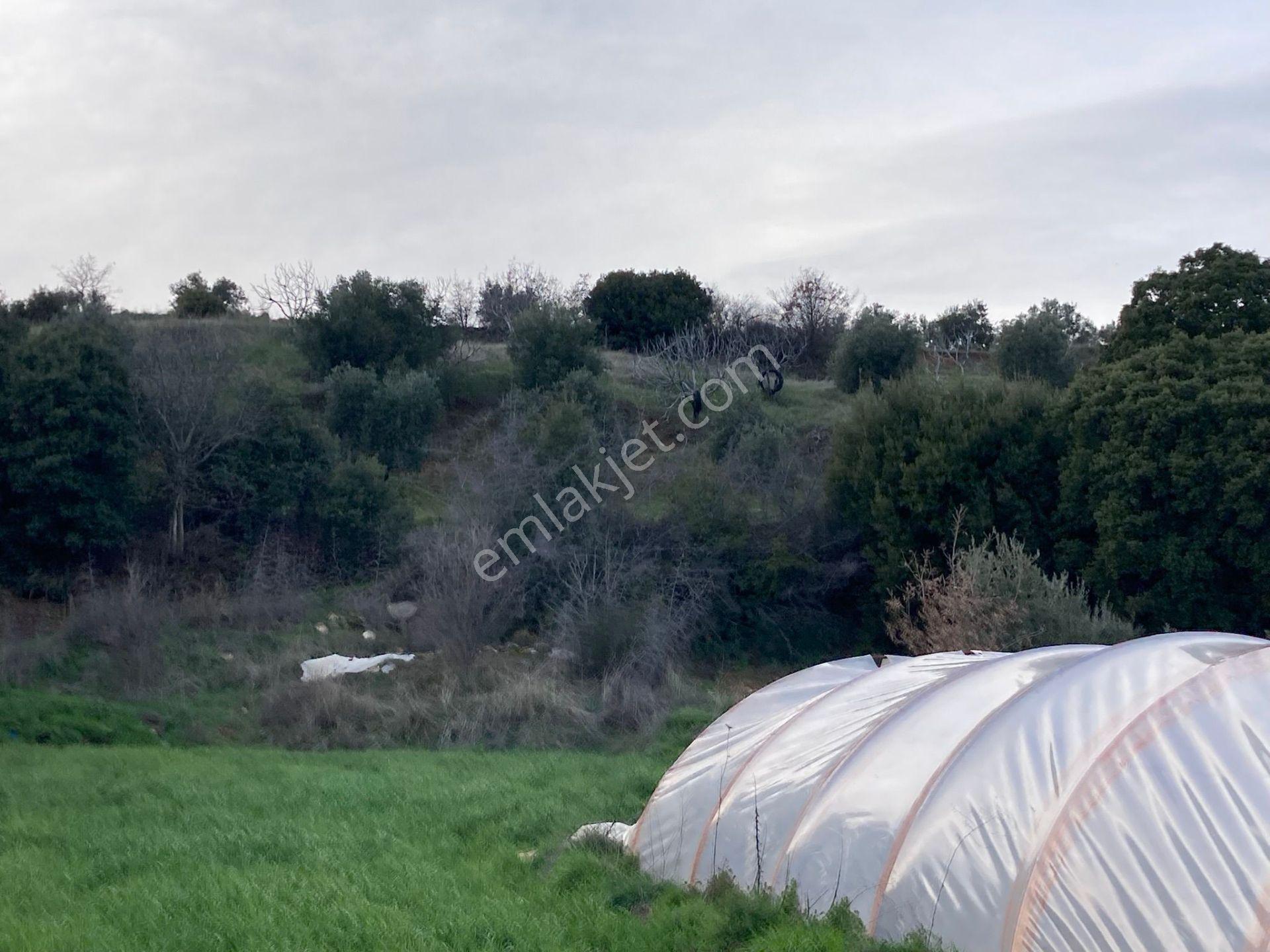 Muhteşem Baraj Manzaralı Köyevi Ve Zeytin-incir Bahçesi 7000 M2 - Görsel 15