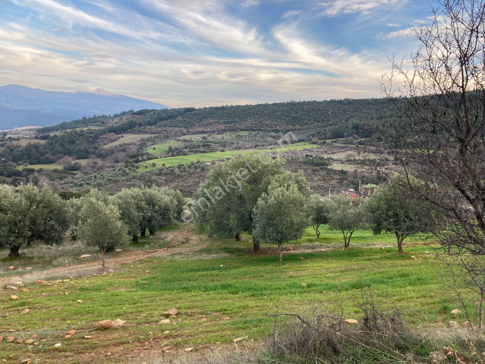 Muhteşem Baraj Manzaralı Köyevi Ve Zeytin-incir Bahçesi 7000 M2 - Görsel 14