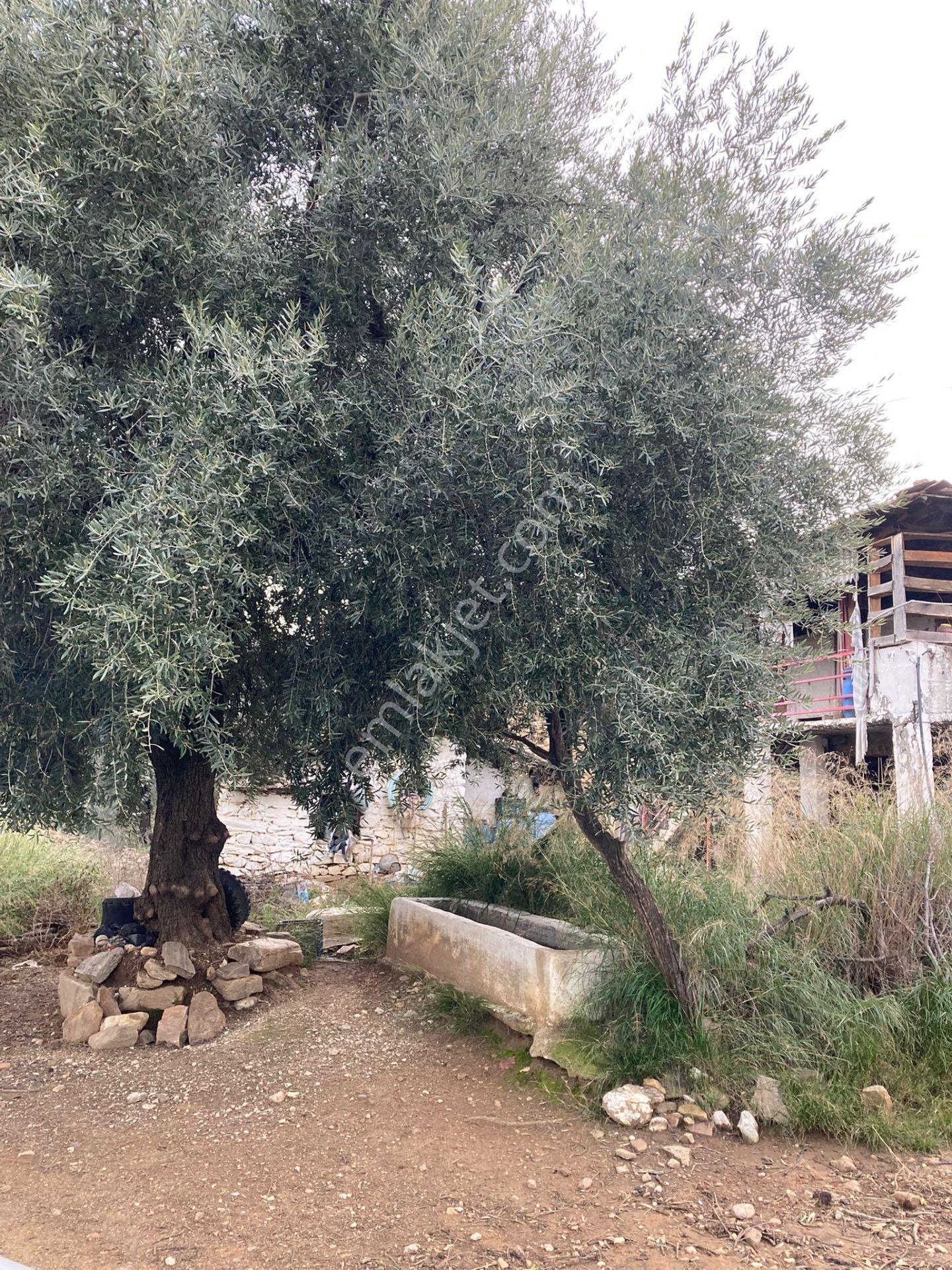 Muhteşem Baraj Manzaralı Köyevi Ve Zeytin-incir Bahçesi 7000 M2 - Görsel 11