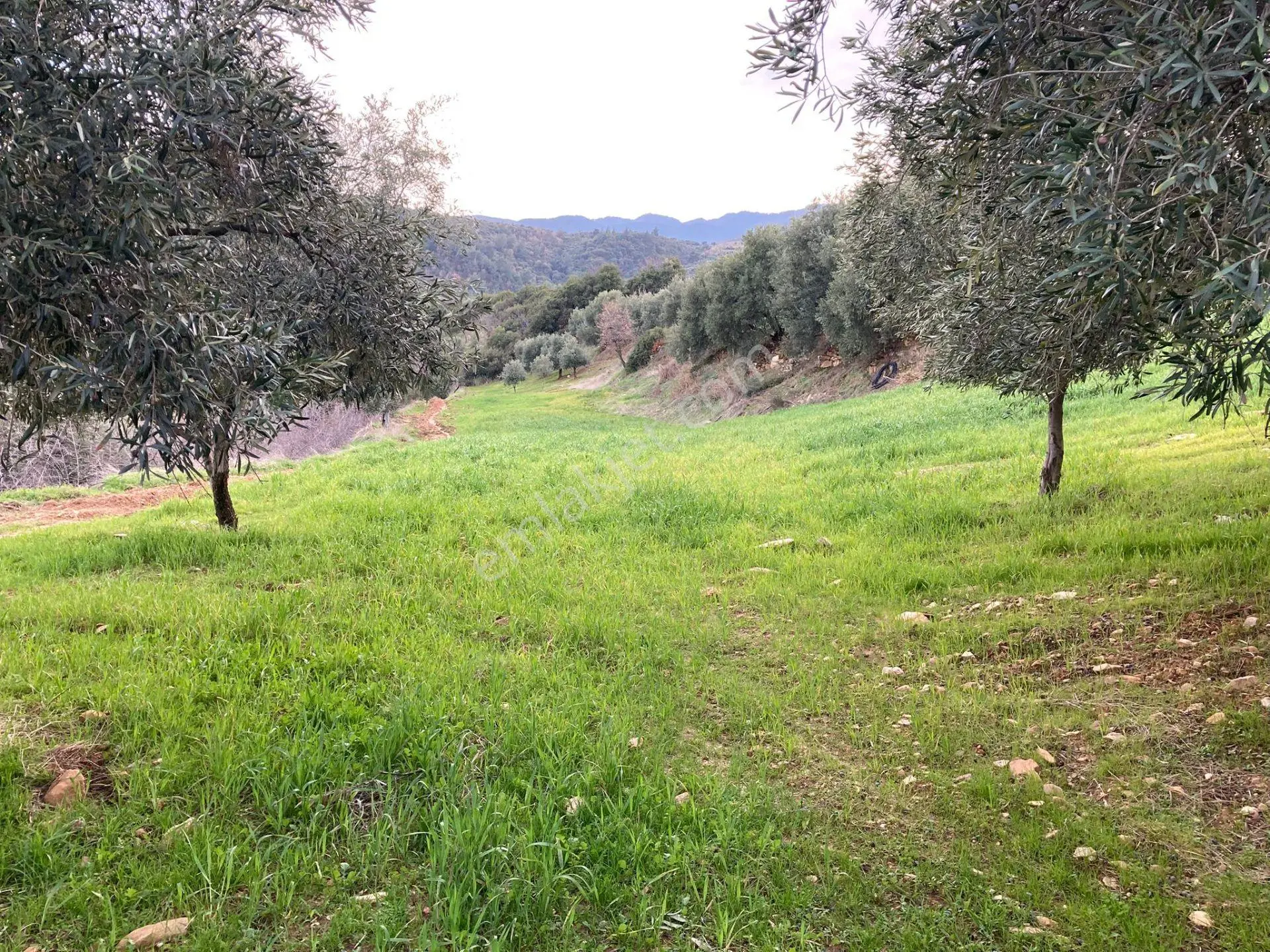 Muhteşem Baraj Manzaralı Köyevi Ve Zeytin-incir Bahçesi 7000 M2 - Görsel 4