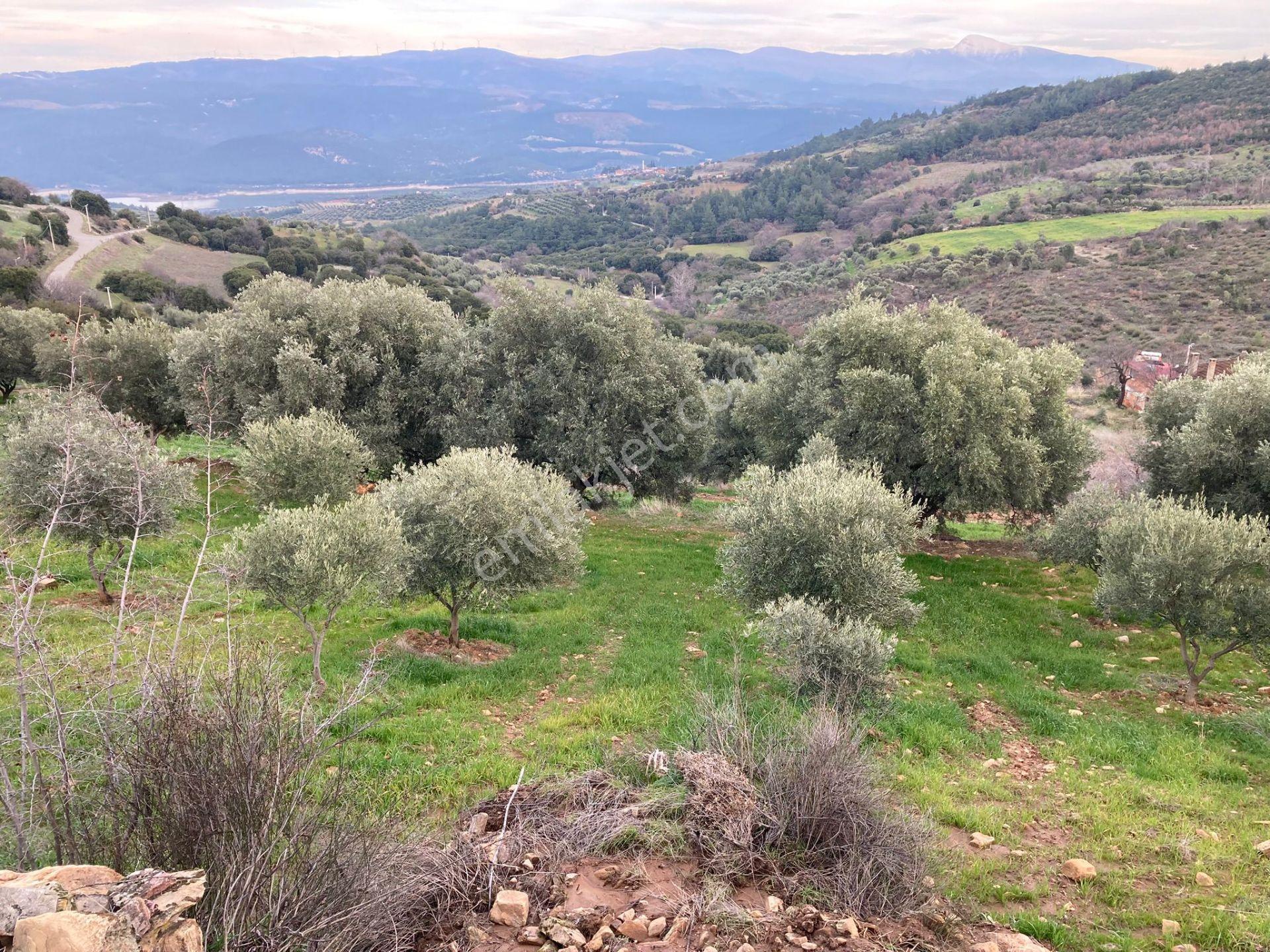 Muhteşem Baraj Manzaralı Köyevi Ve Zeytin-incir Bahçesi 7000 M2 - Görsel 16