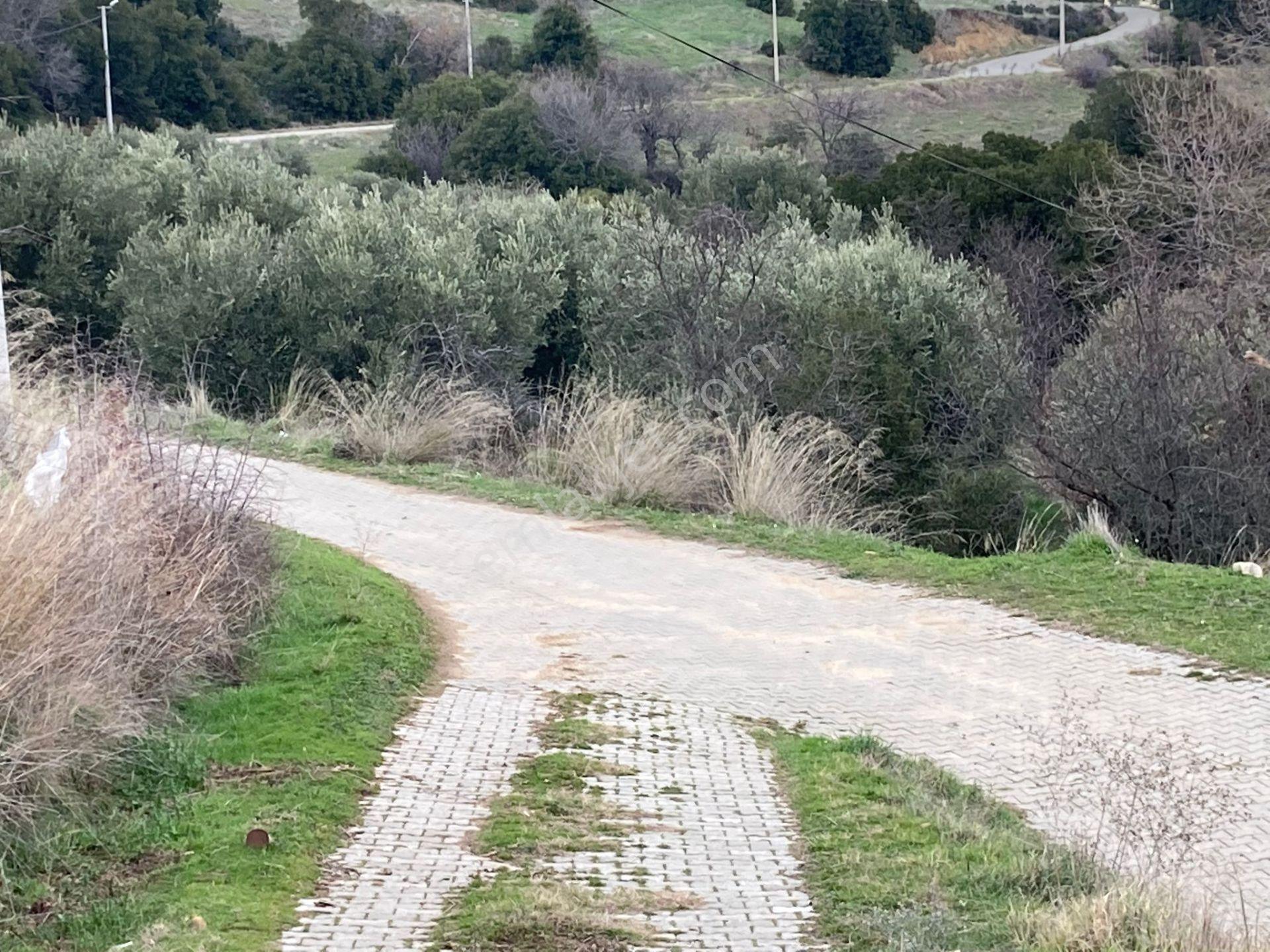 Muhteşem Baraj Manzaralı Köyevi Ve Zeytin-incir Bahçesi 7000 M2 - Görsel 10