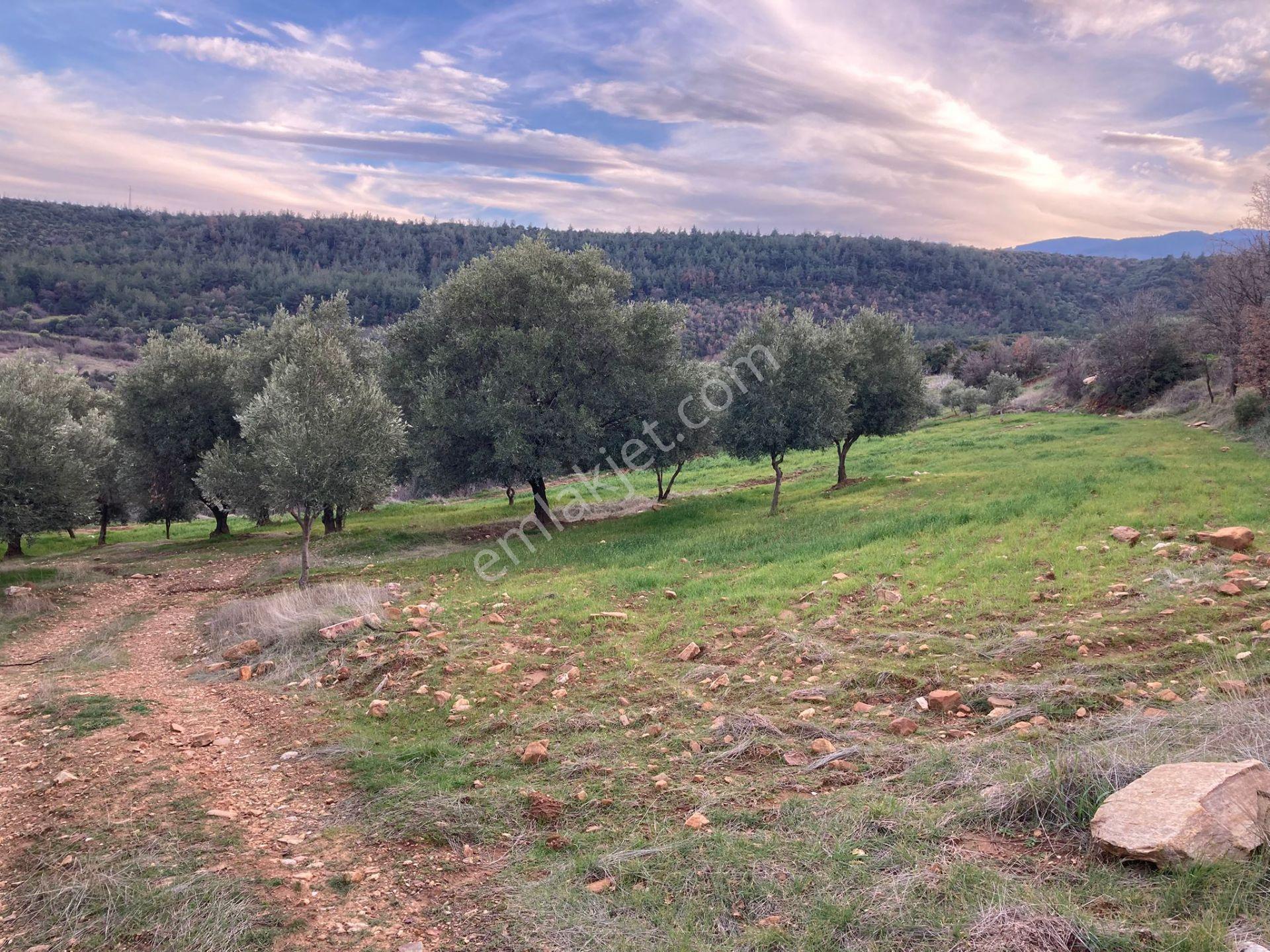 Muhteşem Baraj Manzaralı Köyevi Ve Zeytin-incir Bahçesi 7000 M2 - Görsel 20