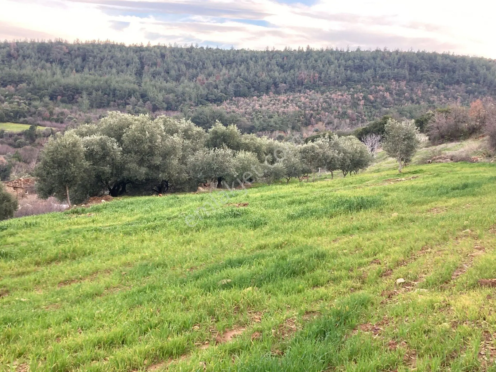 Muhteşem Baraj Manzaralı Köyevi Ve Zeytin-incir Bahçesi 7000 M2 - Görsel 3