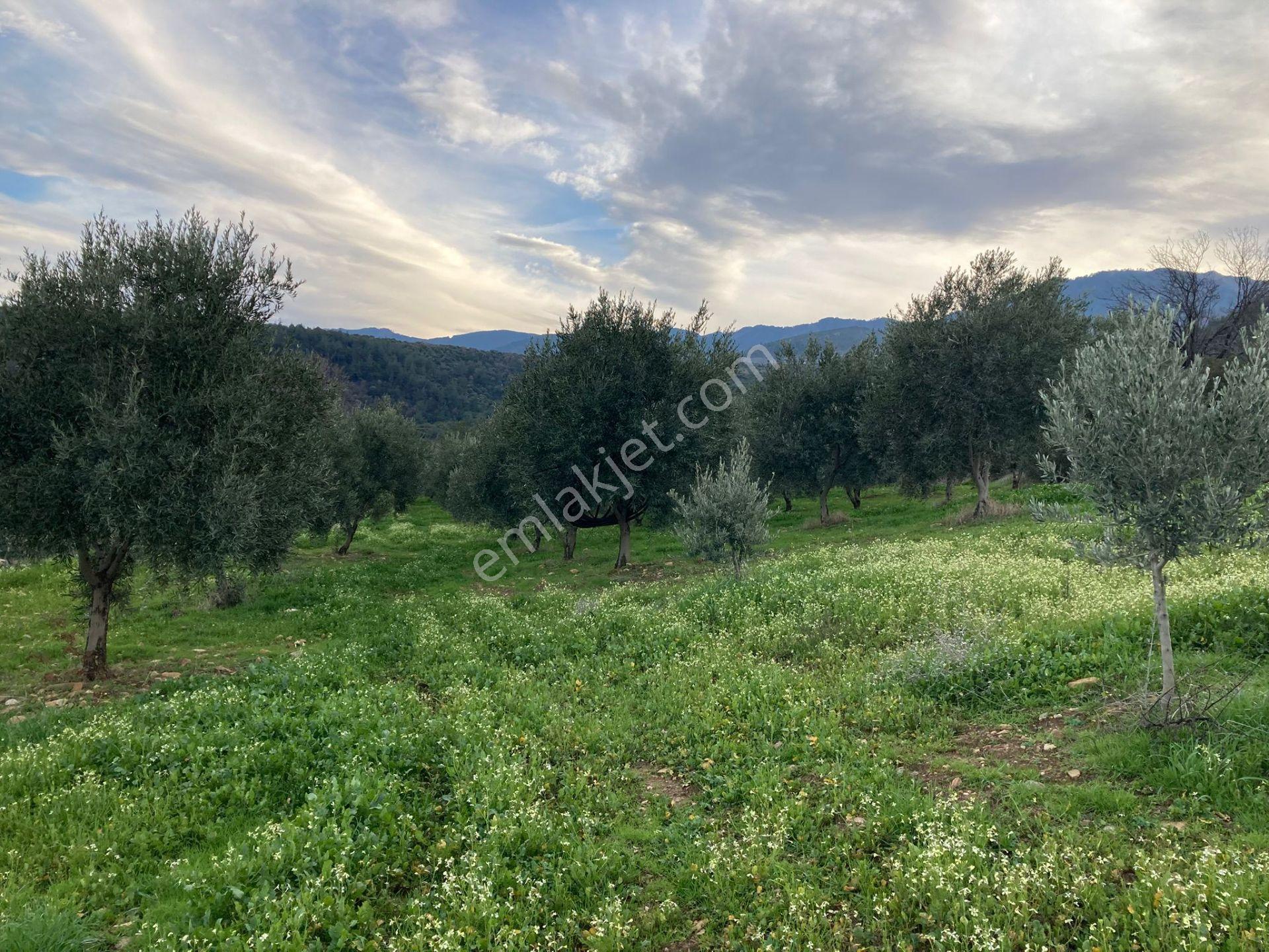 Muhteşem Baraj Manzaralı Köyevi Ve Zeytin-incir Bahçesi 7000 M2 - Görsel 21