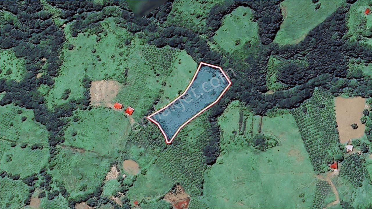 Akkuş'ta 5762 M², Değerli Toprak Fırsatı! - Görsel 3