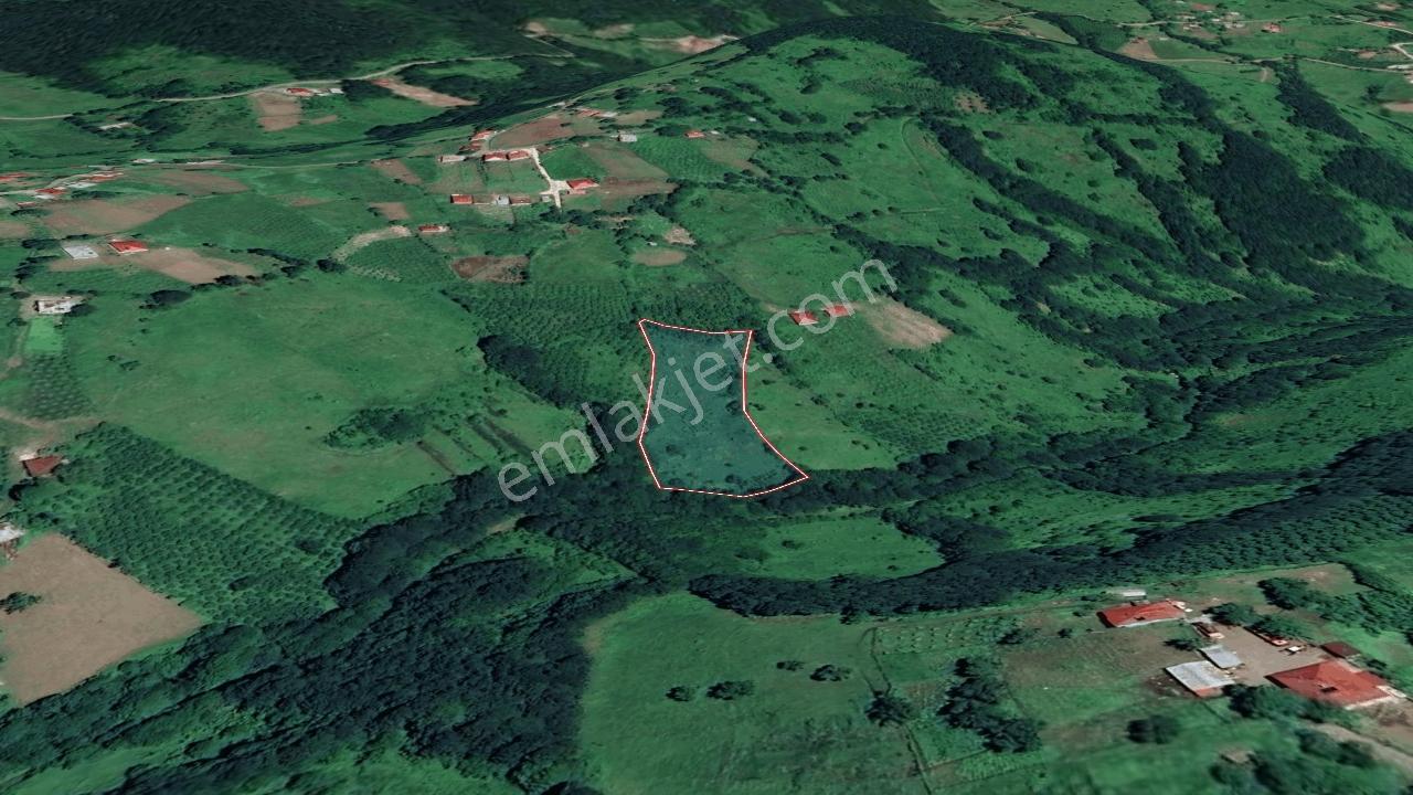 Akkuş'ta 5762 M², Değerli Toprak Fırsatı! - Görsel 2