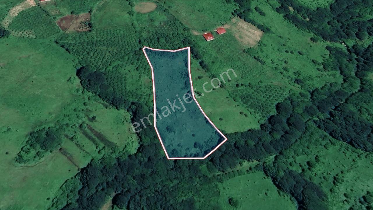 Akkuş'ta 5762 M², Değerli Toprak Fırsatı! - Görsel 4