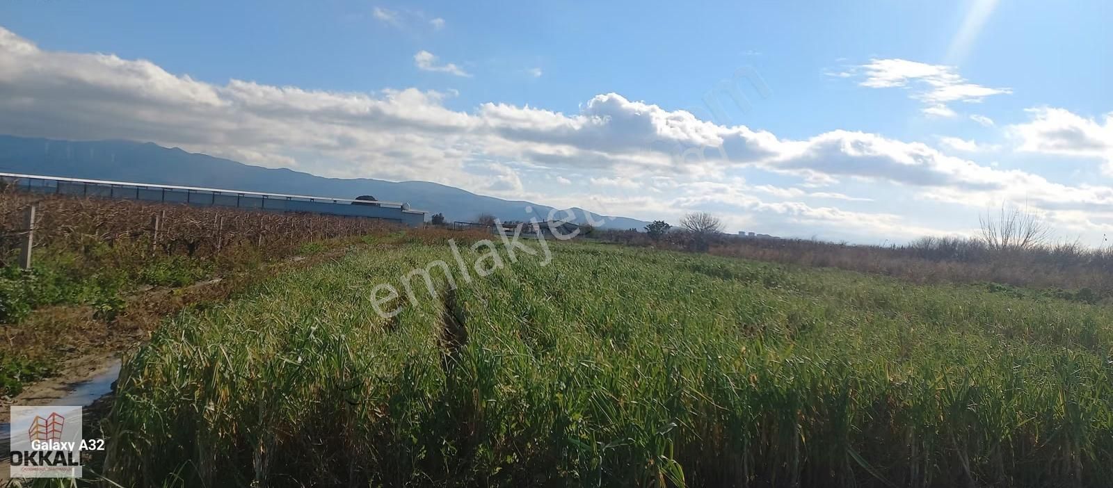 Okkalı Emlak Tan Menemen Mermerli Mah. De Satılık Bağ