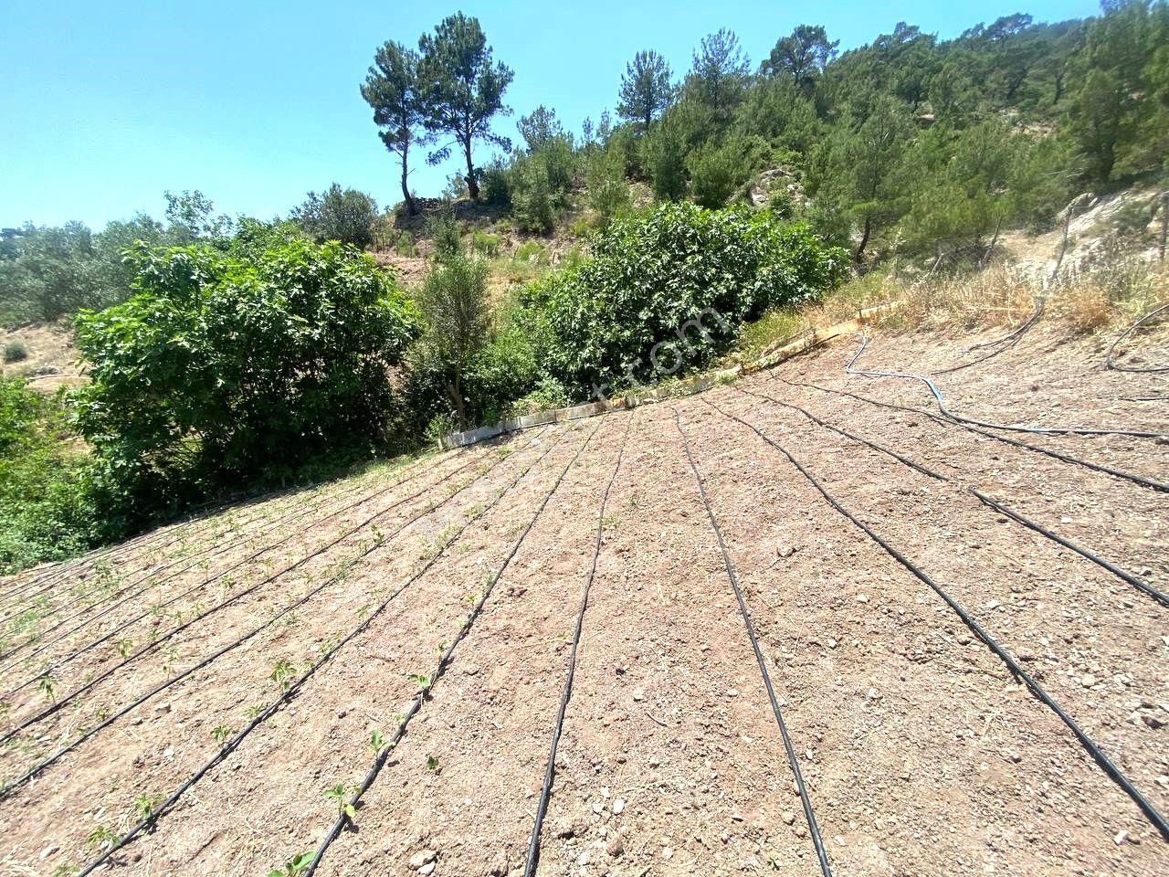 🟥 Aktif'ten Burhaniye Çamtepe'de Suyu Olan 414m2 Satılık Bahçe - Görsel 32