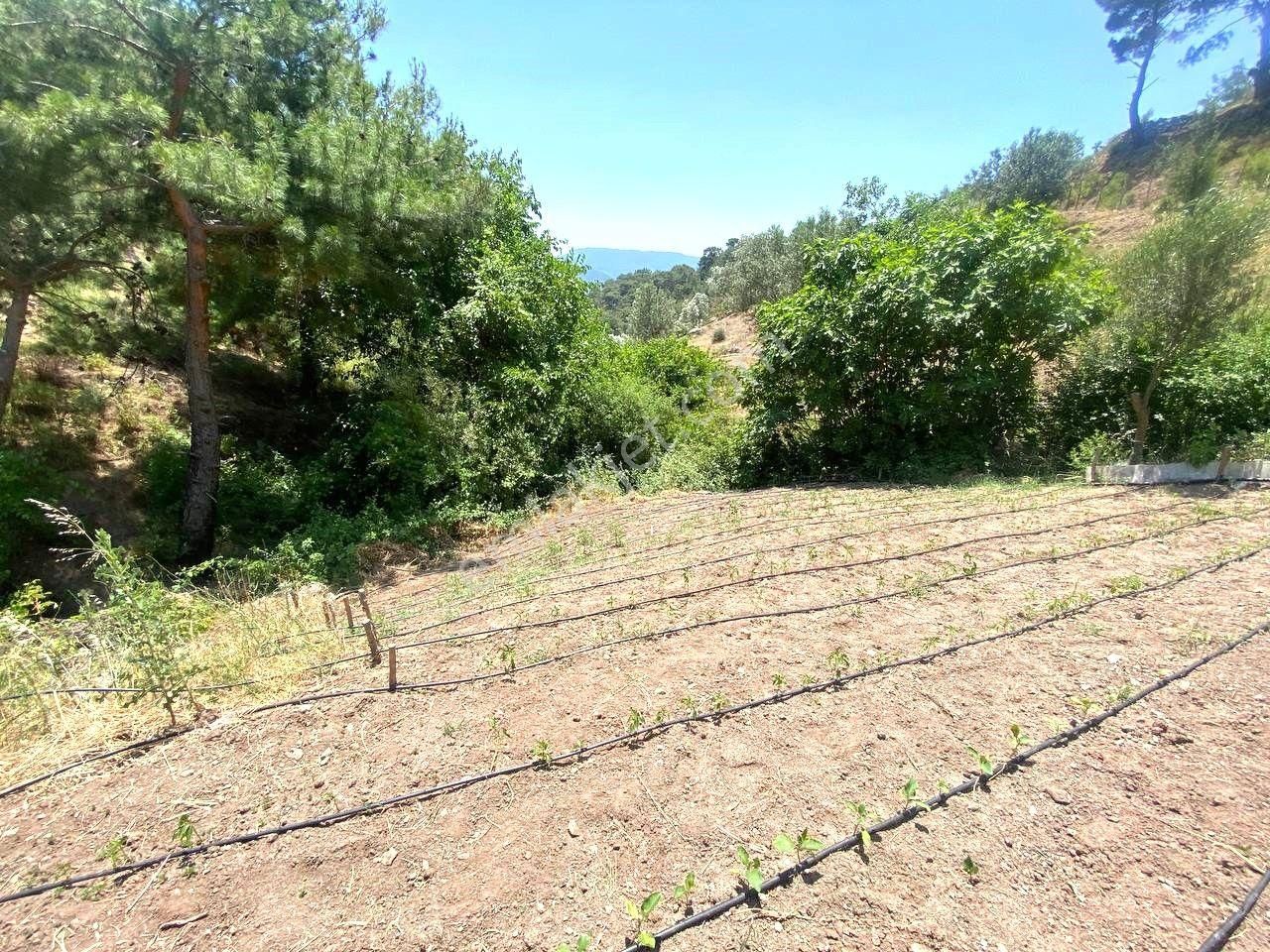 🟥 Aktif'ten Burhaniye Çamtepe'de Suyu Olan 414m2 Satılık Bahçe - Görsel 35