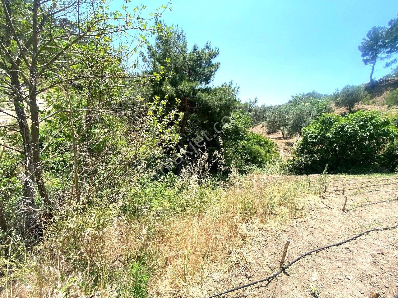 🟥 Aktif'ten Burhaniye Çamtepe'de Suyu Olan 414m2 Satılık Bahçe - Görsel 20