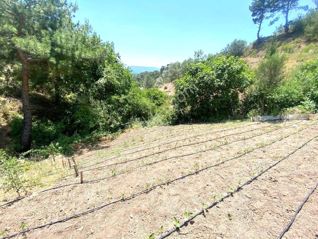 🟥 Aktif'ten Burhaniye Çamtepe'de Suyu Olan 414m2 Satılık Bahçe - Görsel 34