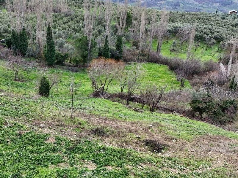 C21 Cius; Katırlı Köy İçi İmarlı 1321 M² Asfalta Cephe Arsa - Görsel 3