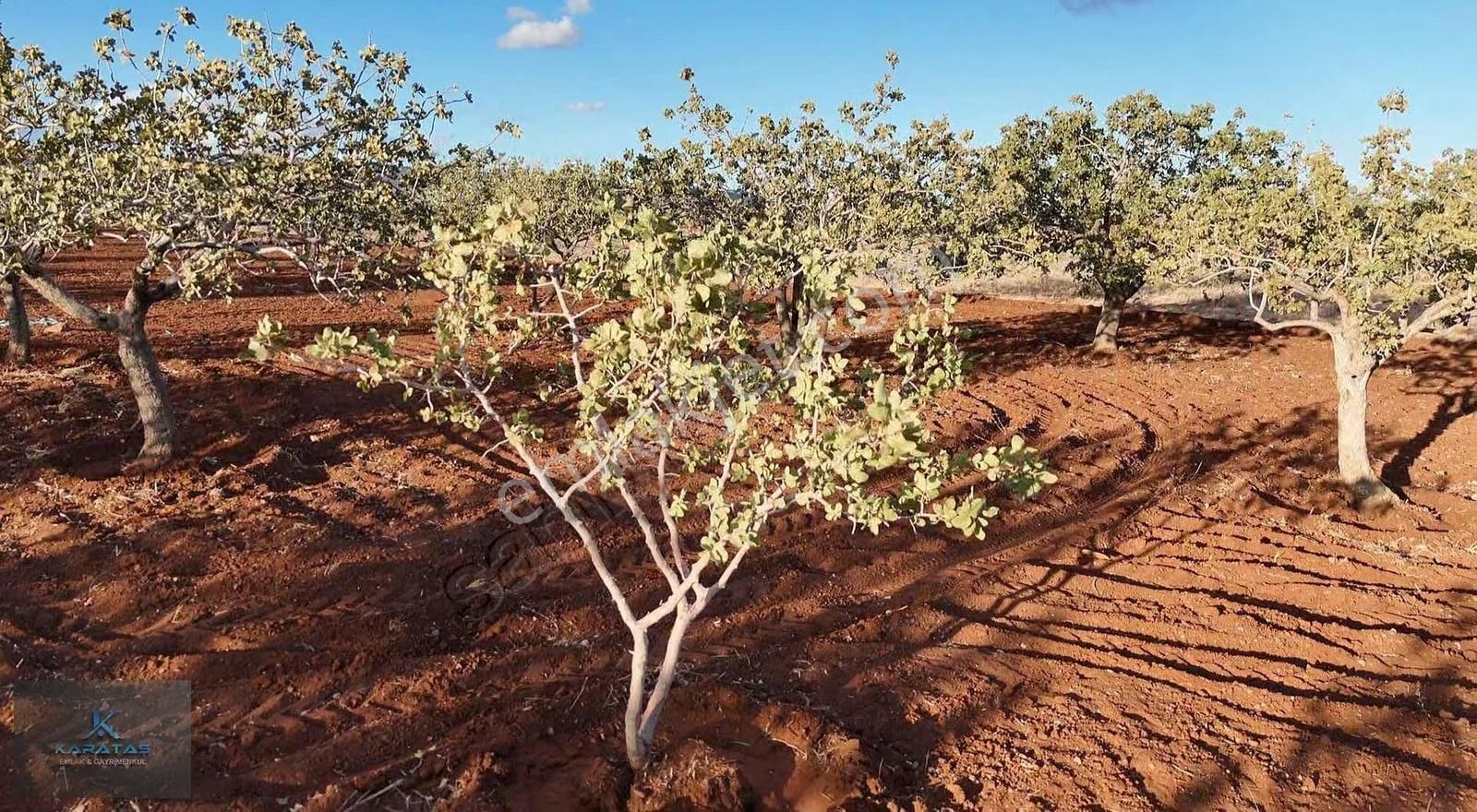 Kilis M.rıfat Kazancıoğlu Tapulu Satılık Fıstıklık - Görsel 30