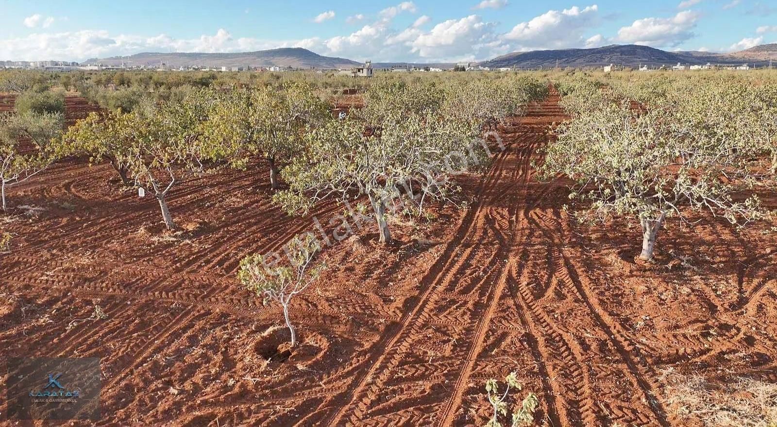 Kilis M.rıfat Kazancıoğlu Tapulu Satılık Fıstıklık - Görsel 10