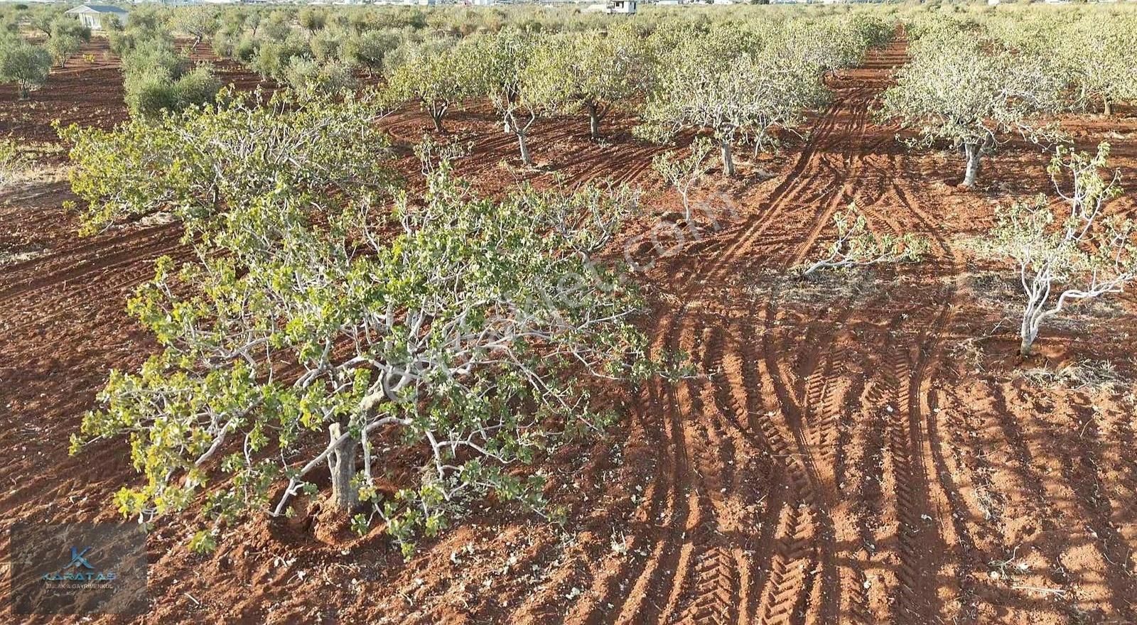Kilis M.rıfat Kazancıoğlu Tapulu Satılık Fıstıklık - Görsel 25