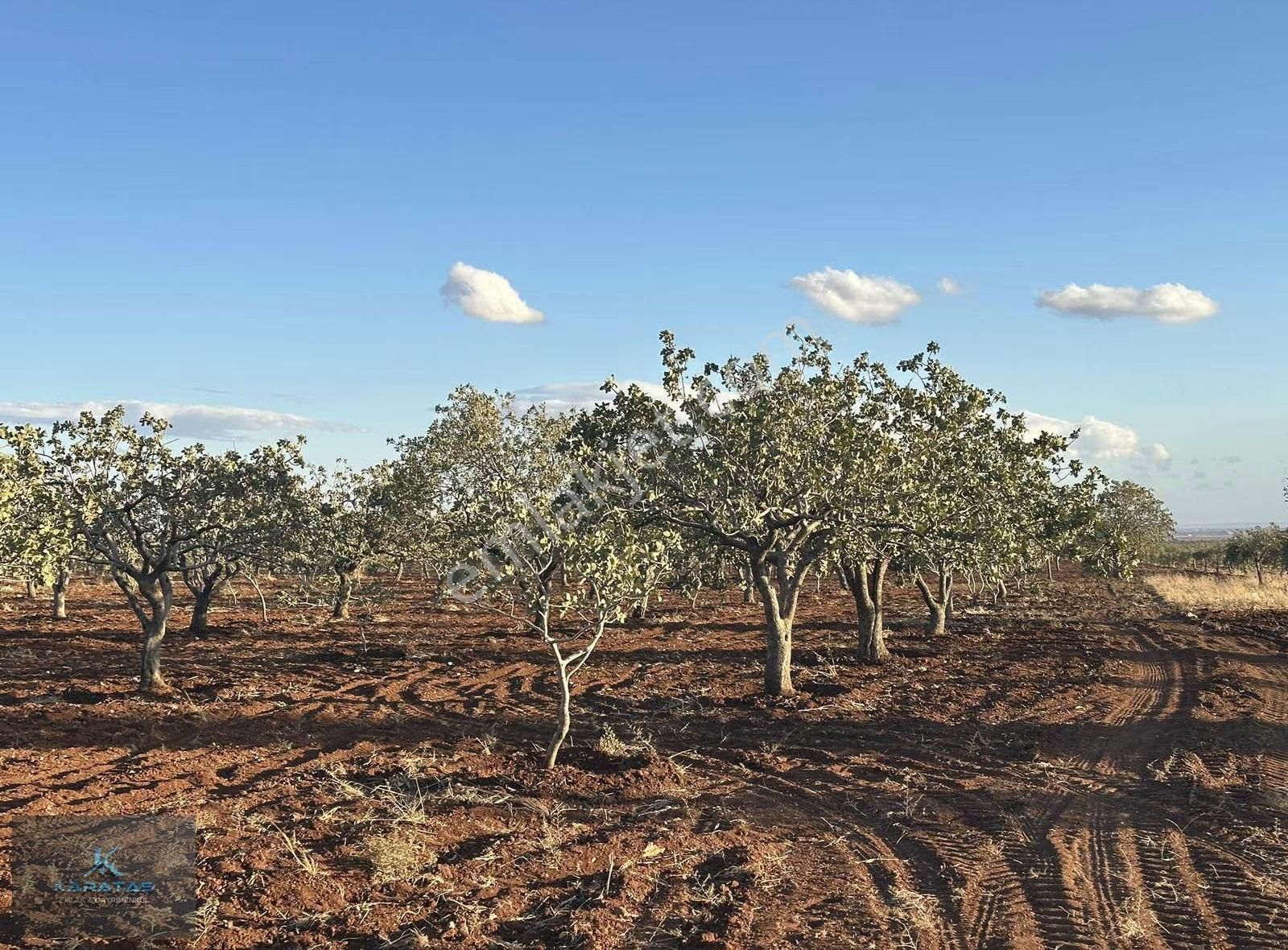 Kilis M.rıfat Kazancıoğlu Tapulu Satılık Fıstıklık - Görsel 24
