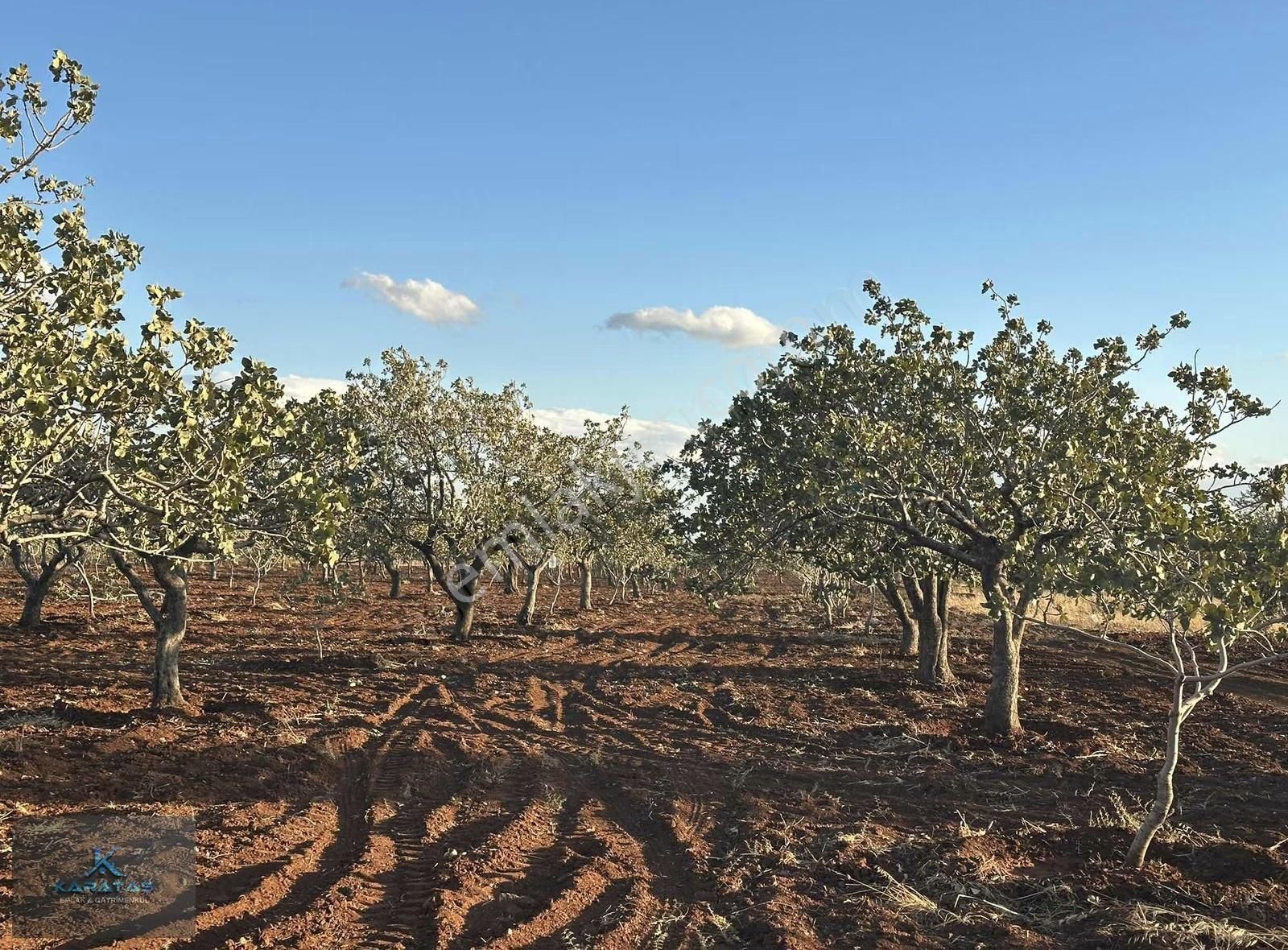 Kilis M.rıfat Kazancıoğlu Tapulu Satılık Fıstıklık - Görsel 27